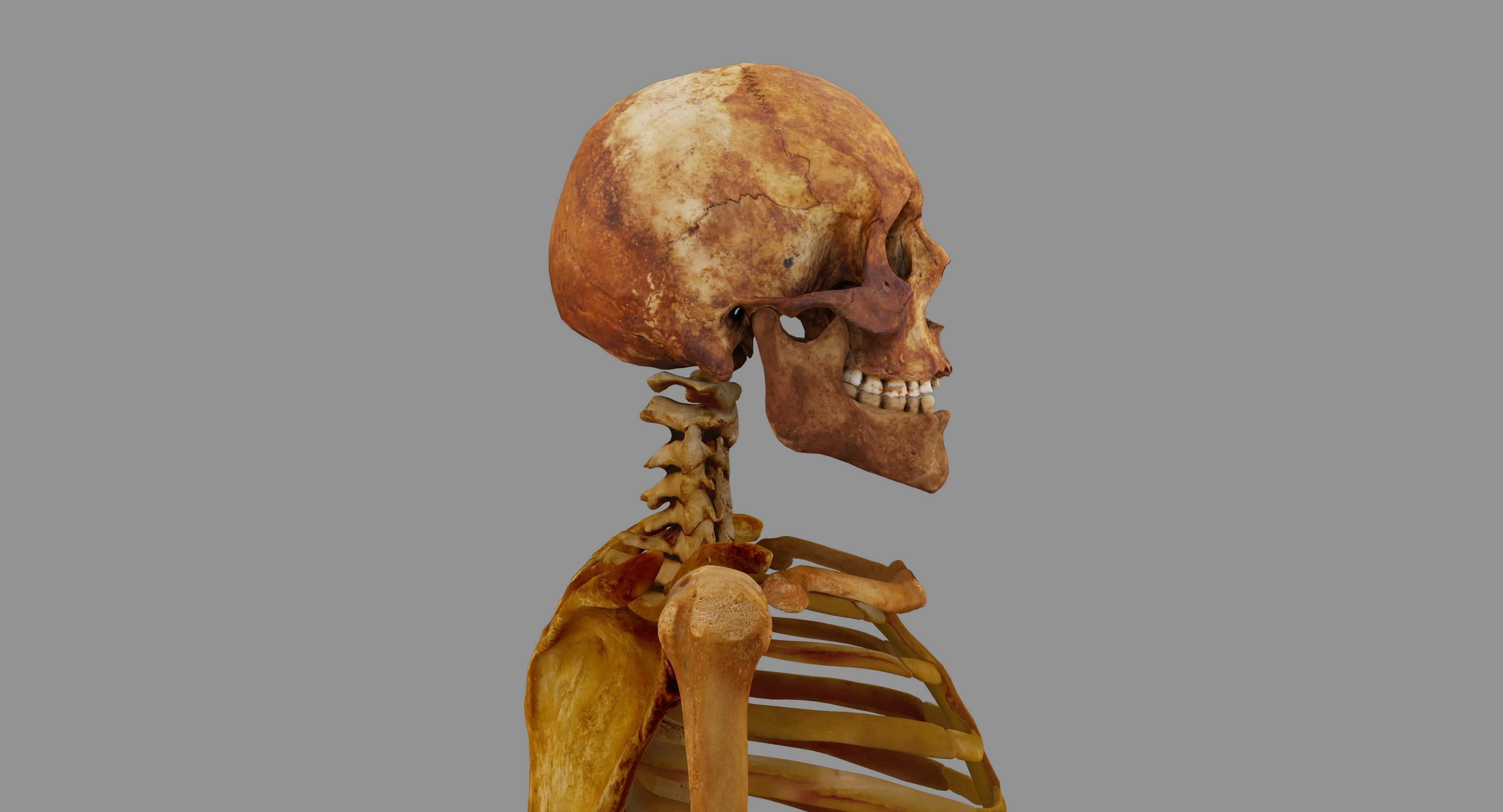 Human Skeleton Scanned Low-poly 3D model_25