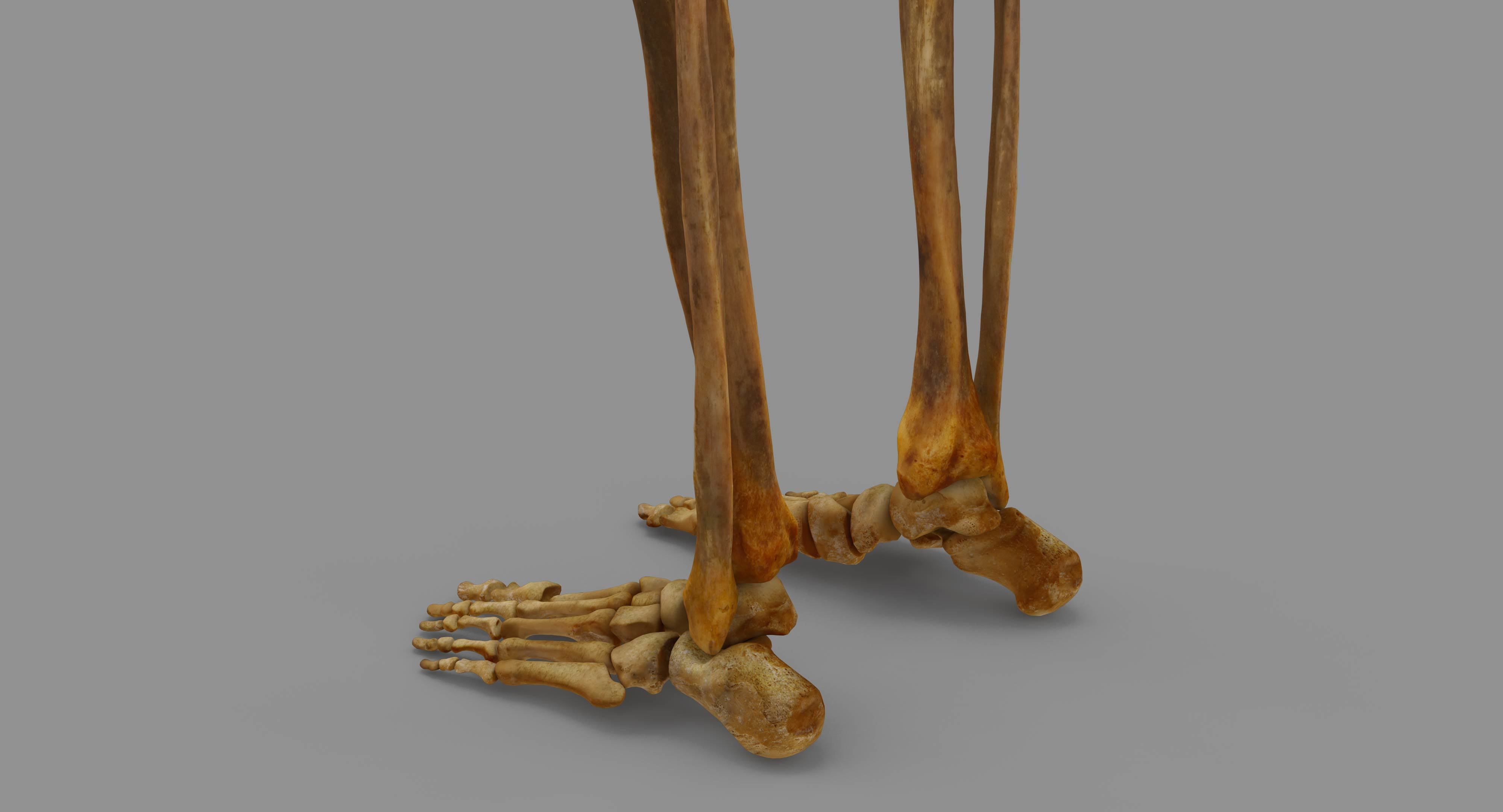Human Skeleton Scanned Low-poly 3D model_63