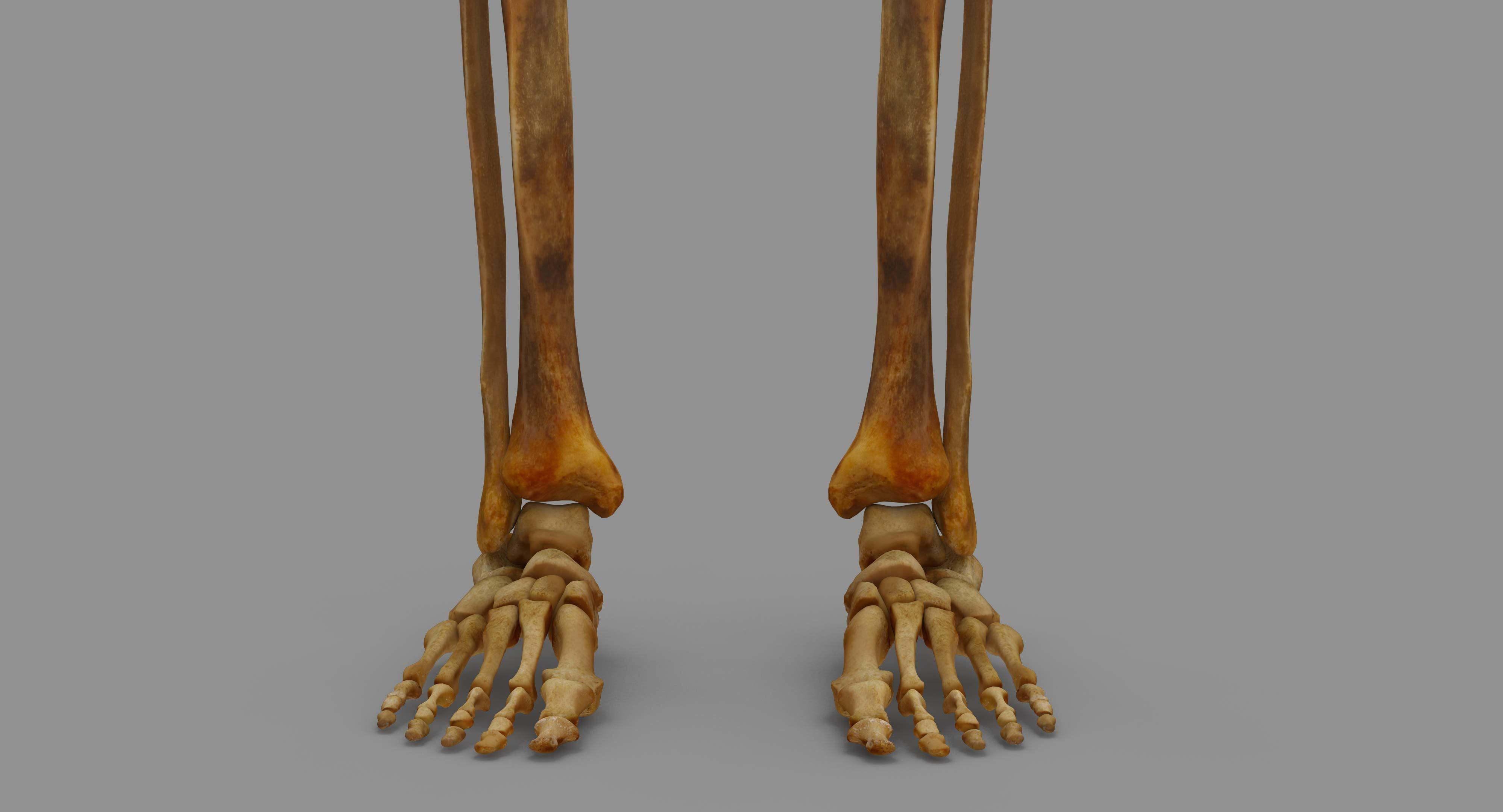 Human Skeleton Scanned Low-poly 3D model_13