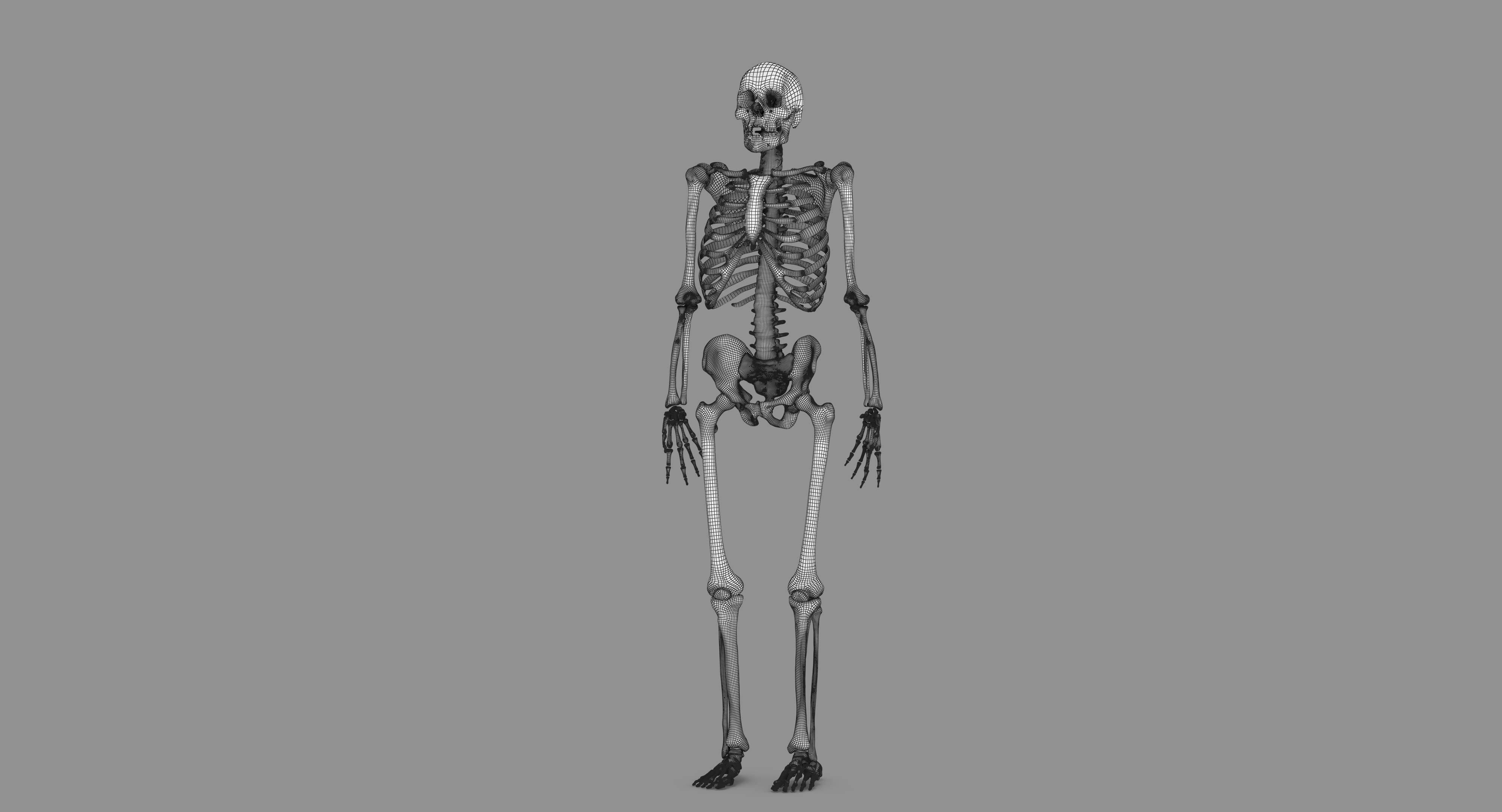 Human Skeleton Scanned Low-poly 3D model_130