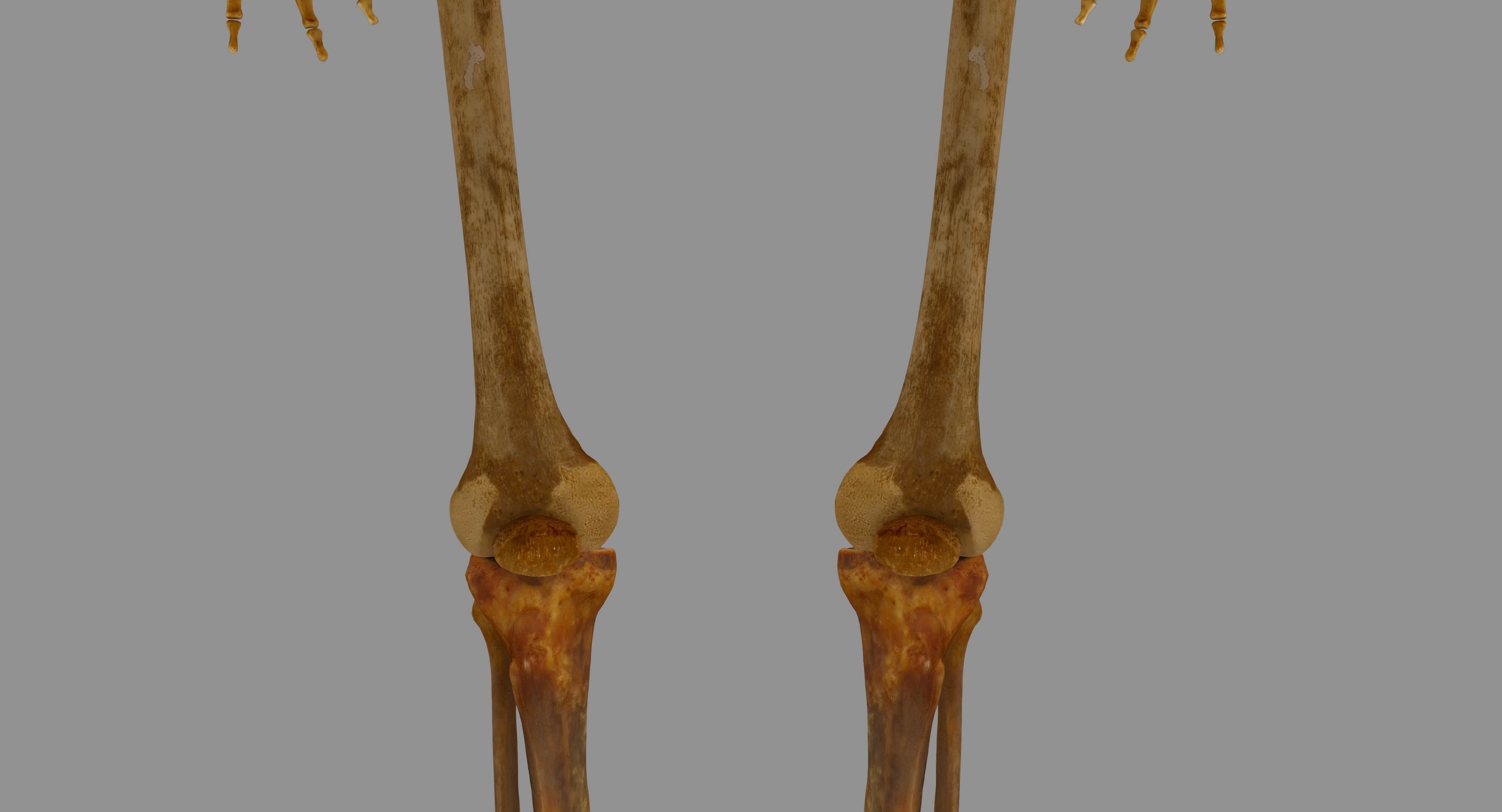 Human Skeleton Scanned Low-poly 3D model_11