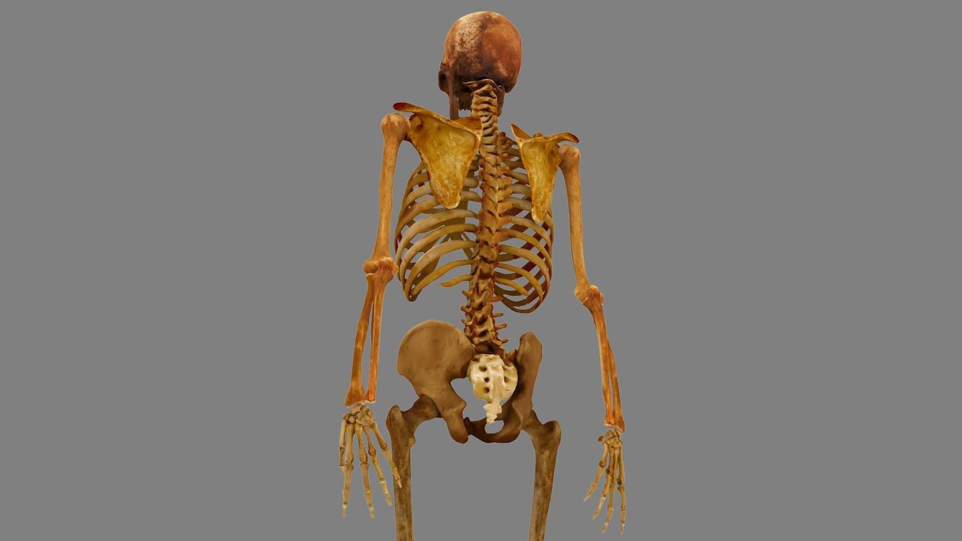Human Skeleton Scanned Low-poly 3D model_4