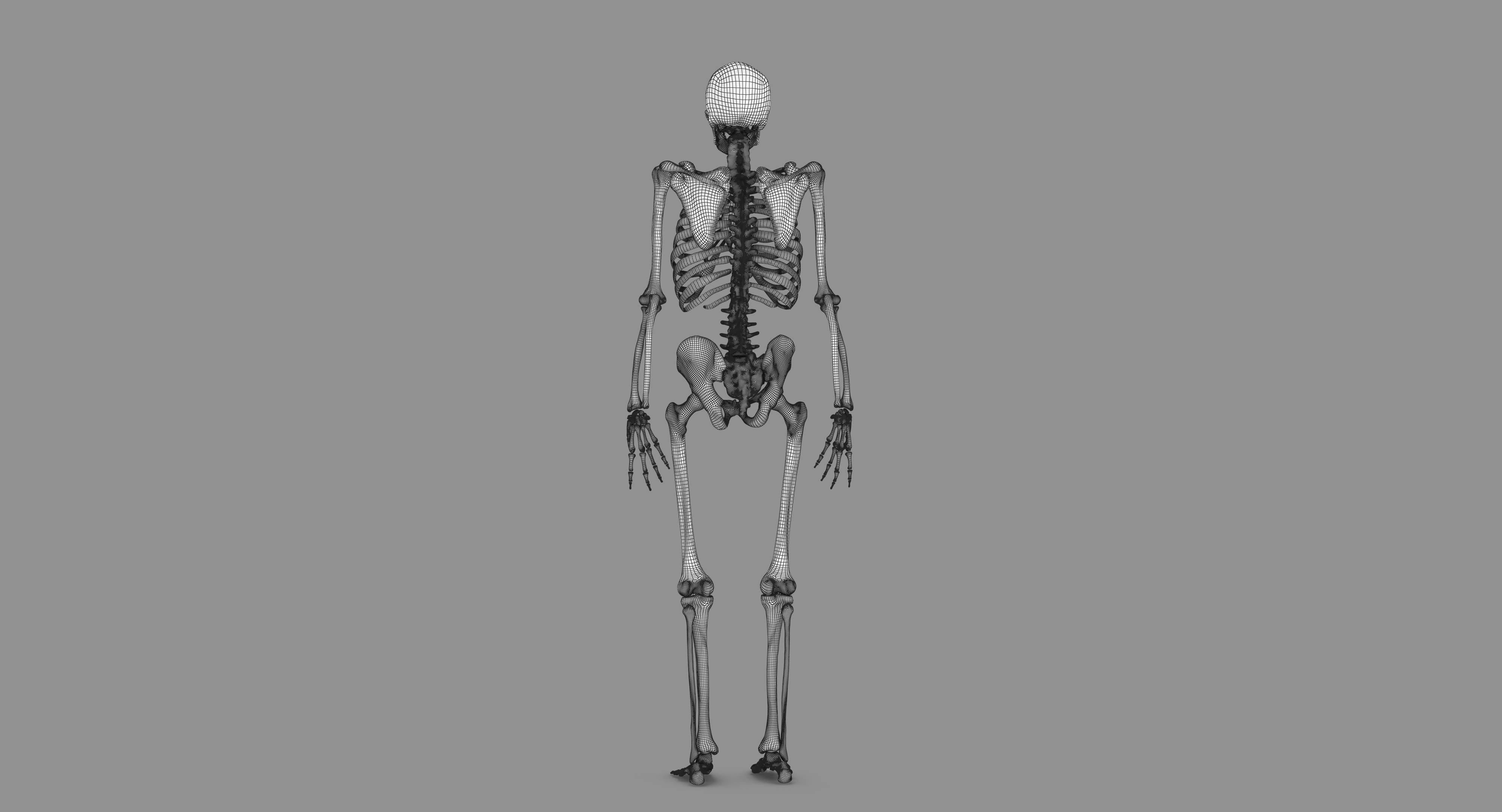 Human Skeleton Scanned Low-poly 3D model_110