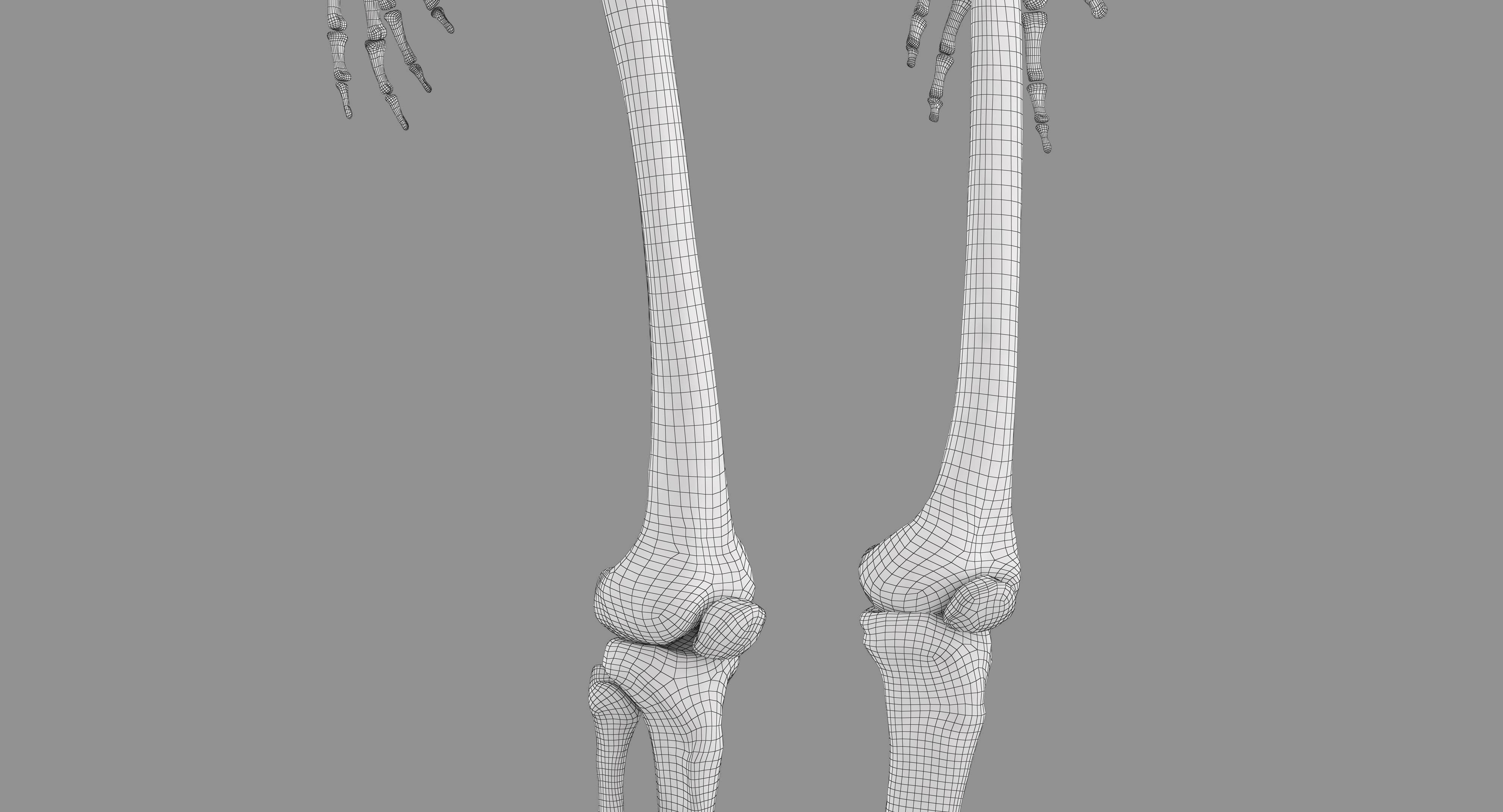 Human Skeleton Scanned Low-poly 3D model_22
