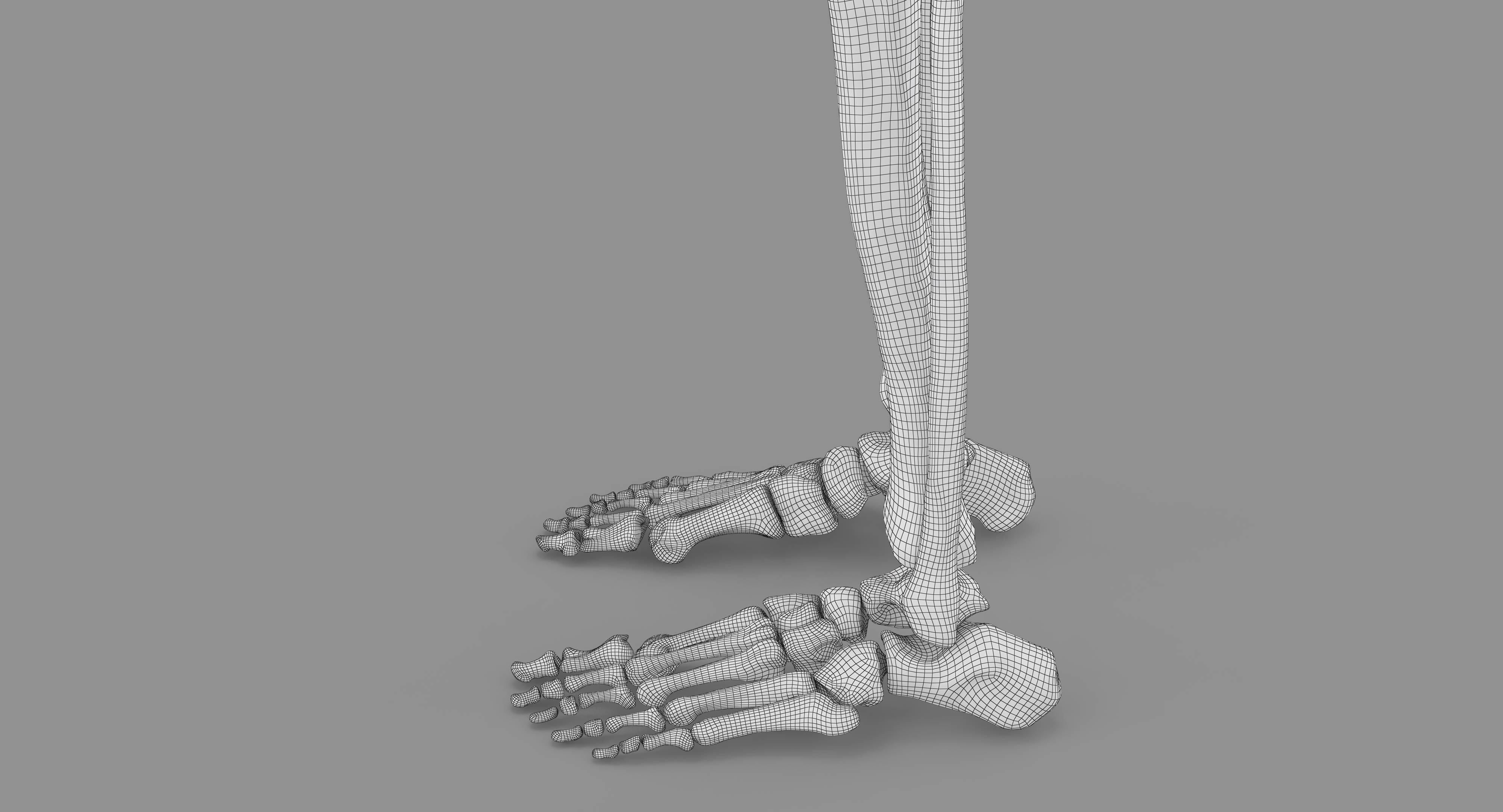 Human Skeleton Scanned Low-poly 3D model_74
