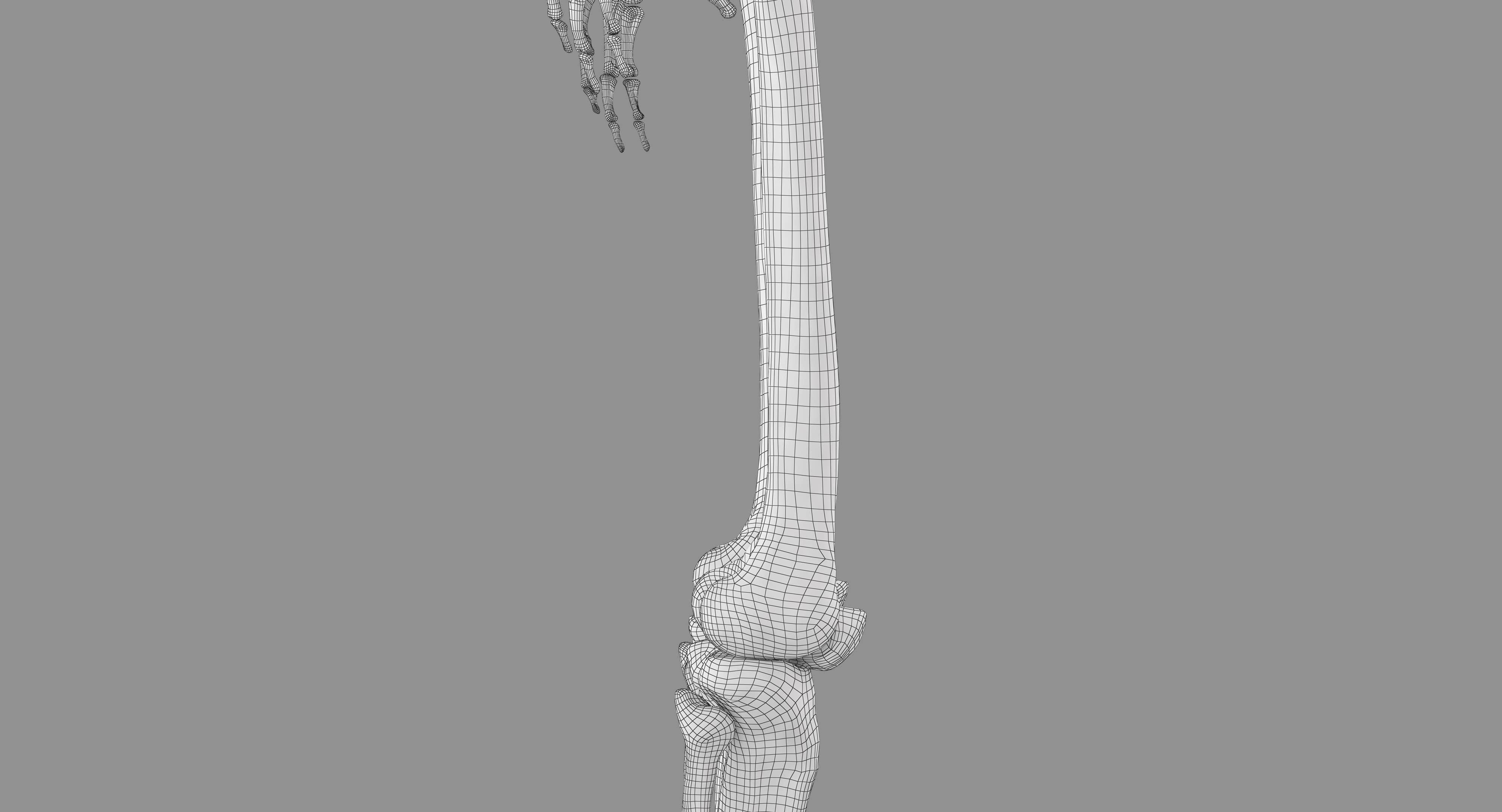 Human Skeleton Scanned Low-poly 3D model_32