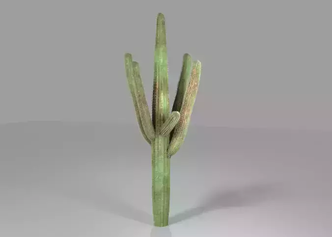 CACTUS