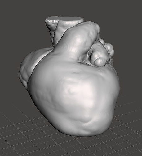 The newborn human childs heart  3D print model