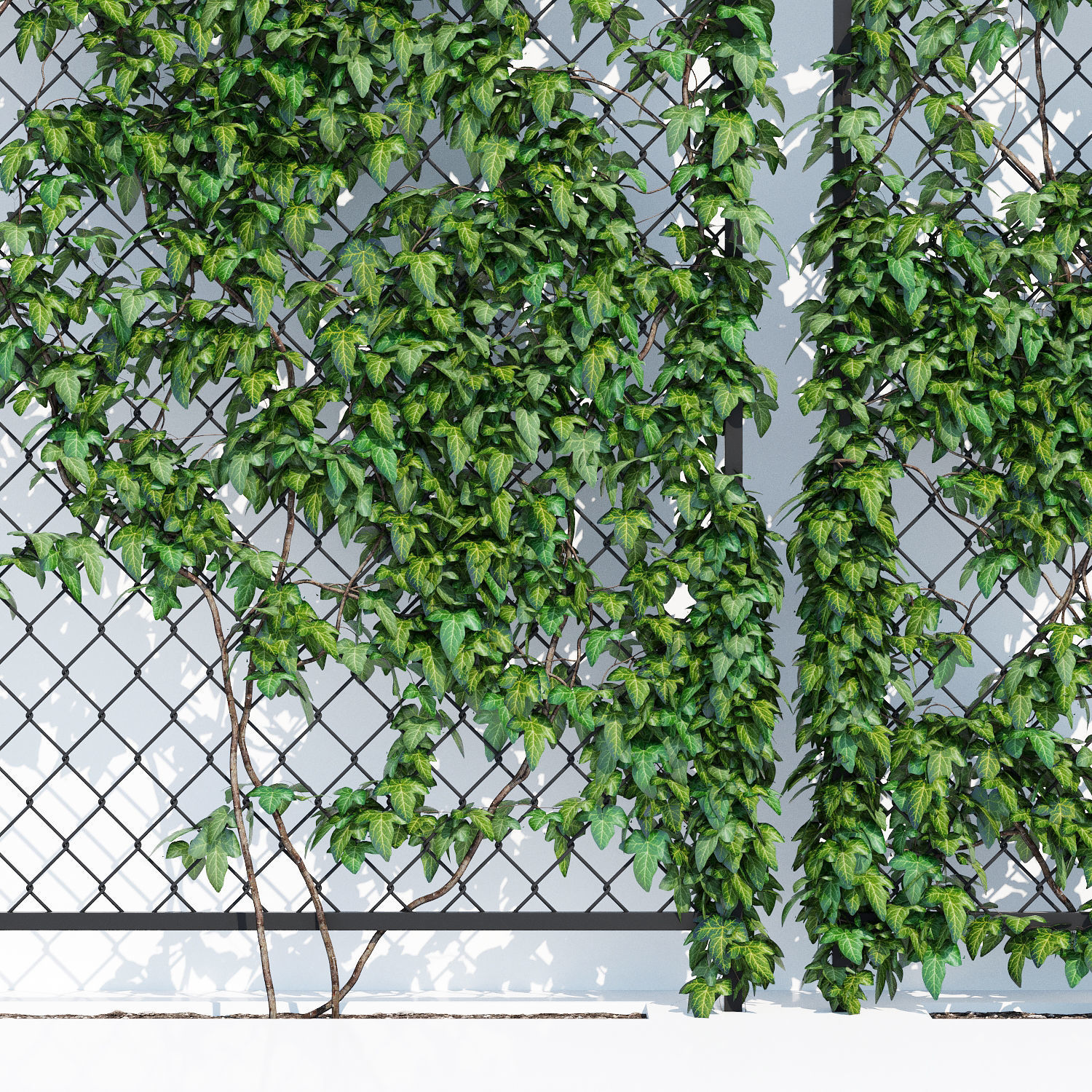 Ivy wall two 3D model_4