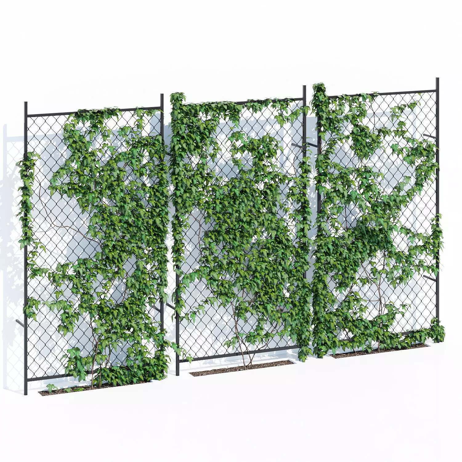Ivy wall two 3D model_0