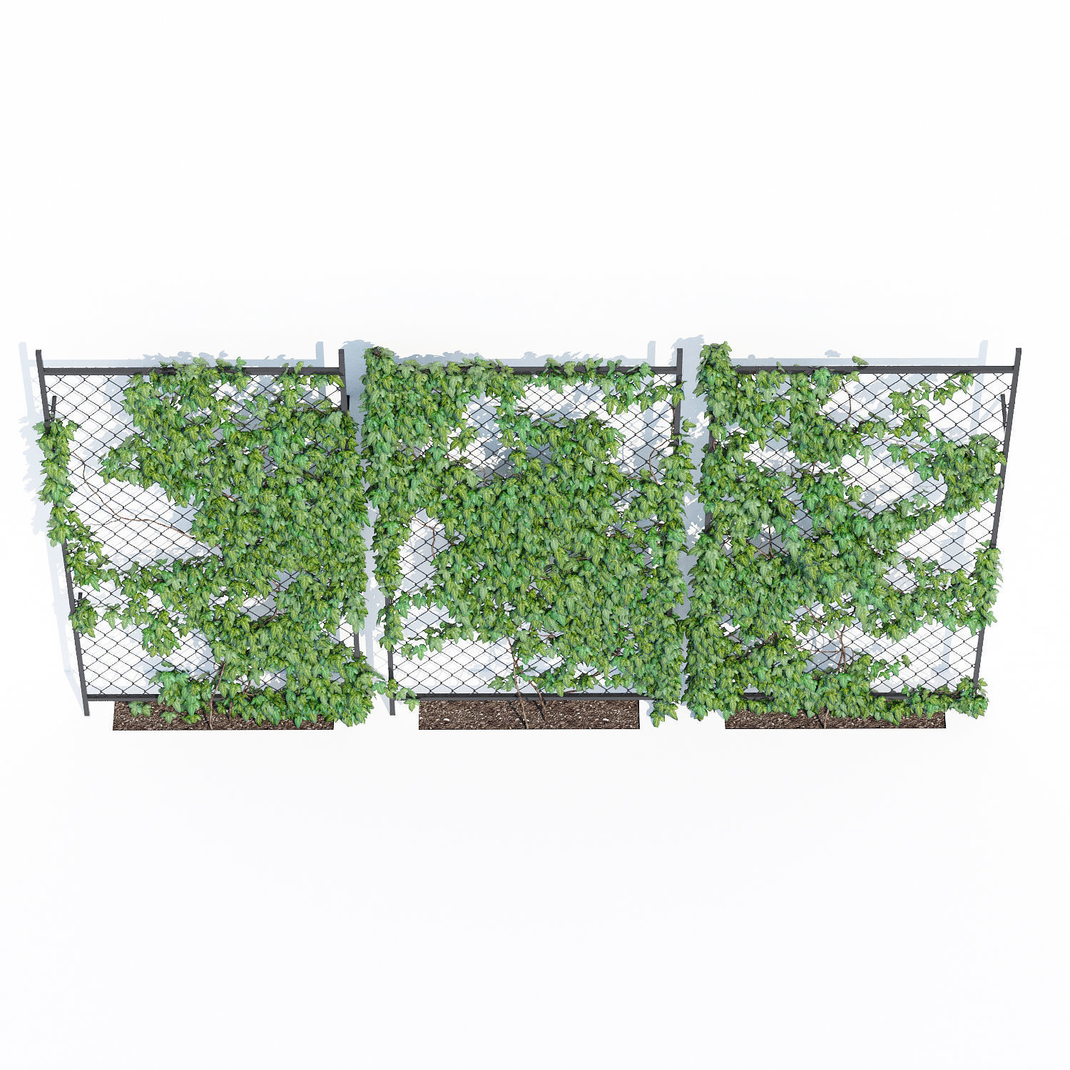 Ivy wall two 3D model_3