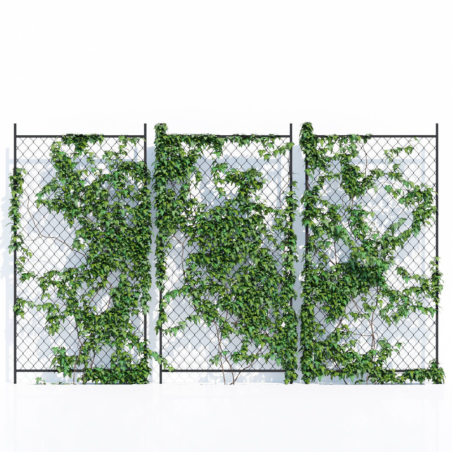 Ivy wall two 3D model_1