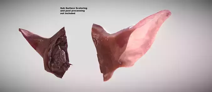 Photorealistic raw pigs ear model Low-poly 3D model