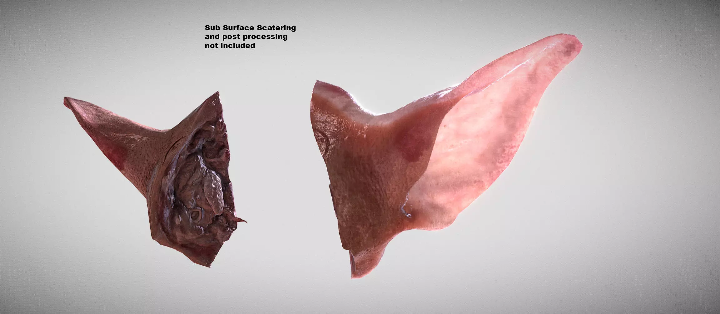 Photorealistic raw pigs ear model Low-poly 3D model
