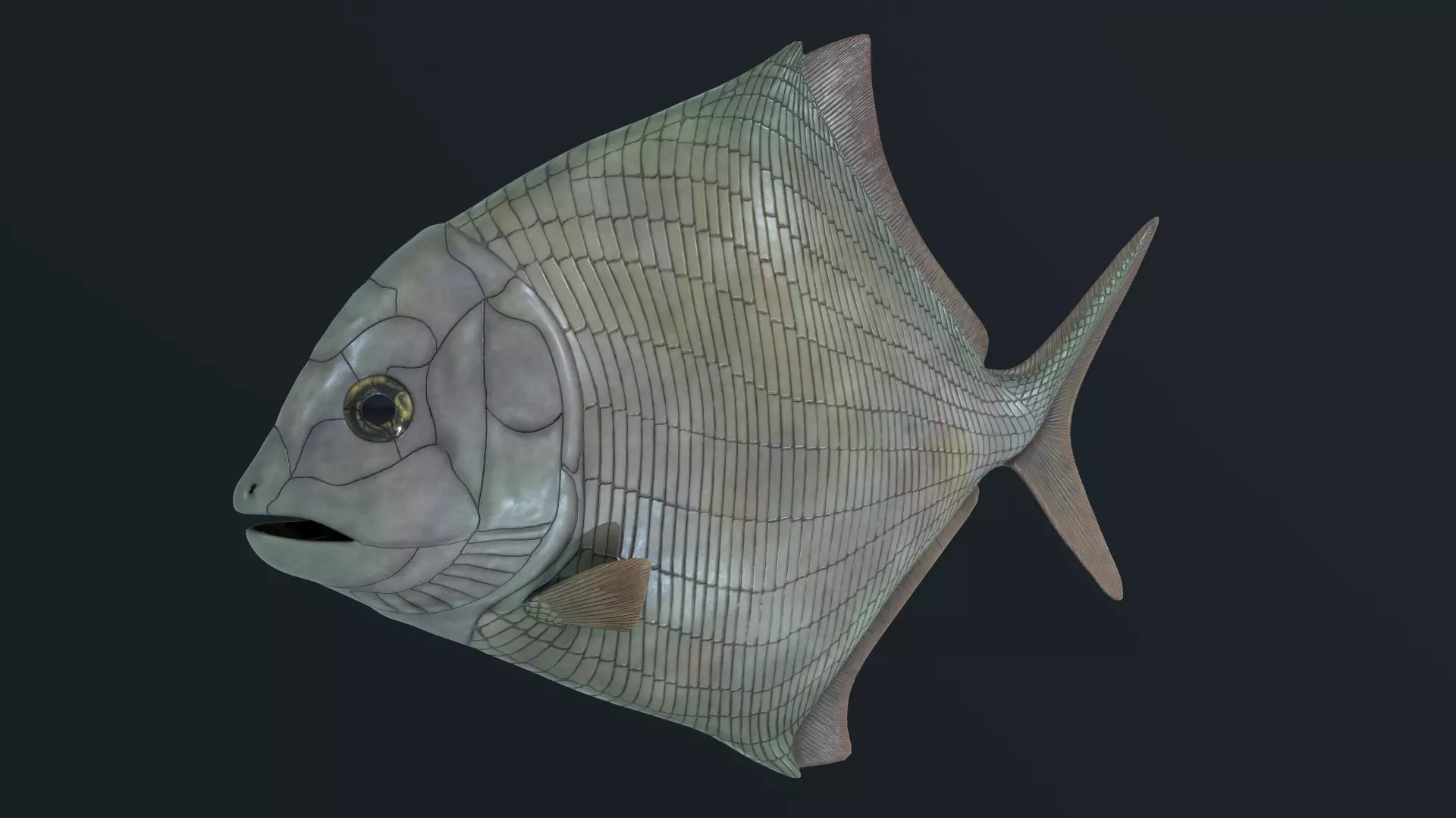 Cheirodus granulosus  Low-poly 3D model_0