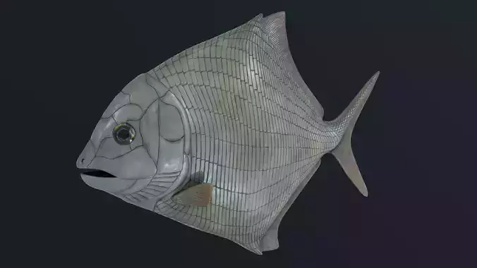 Cheirodus granulosus 