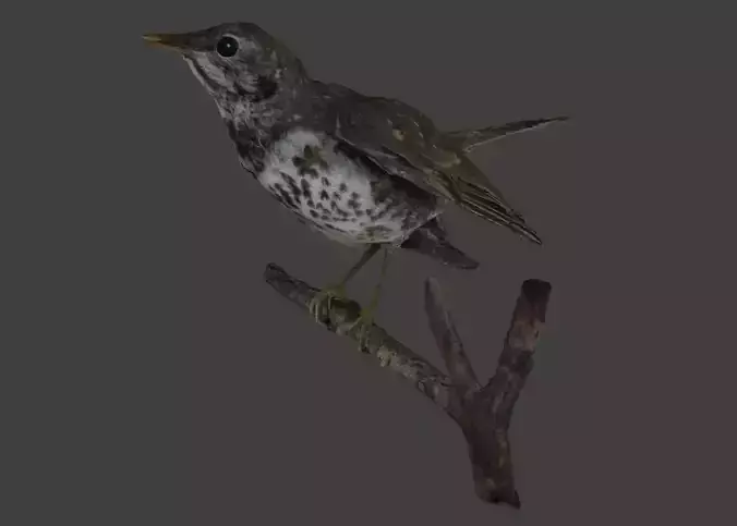 Small Photorealistic Bird 3D model On A Branch 