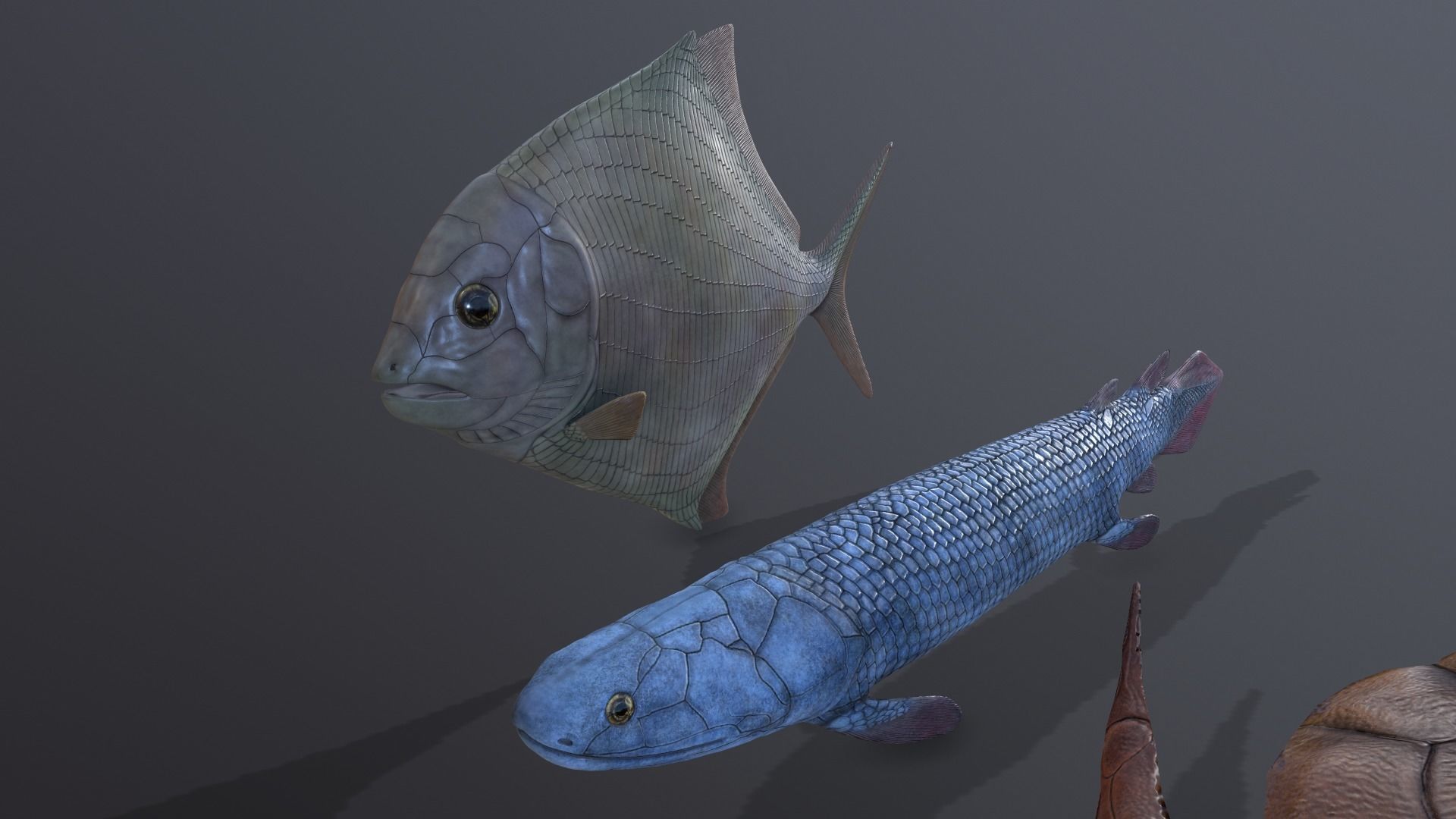 Extinct animals pack v3 Low-poly 3D model_13