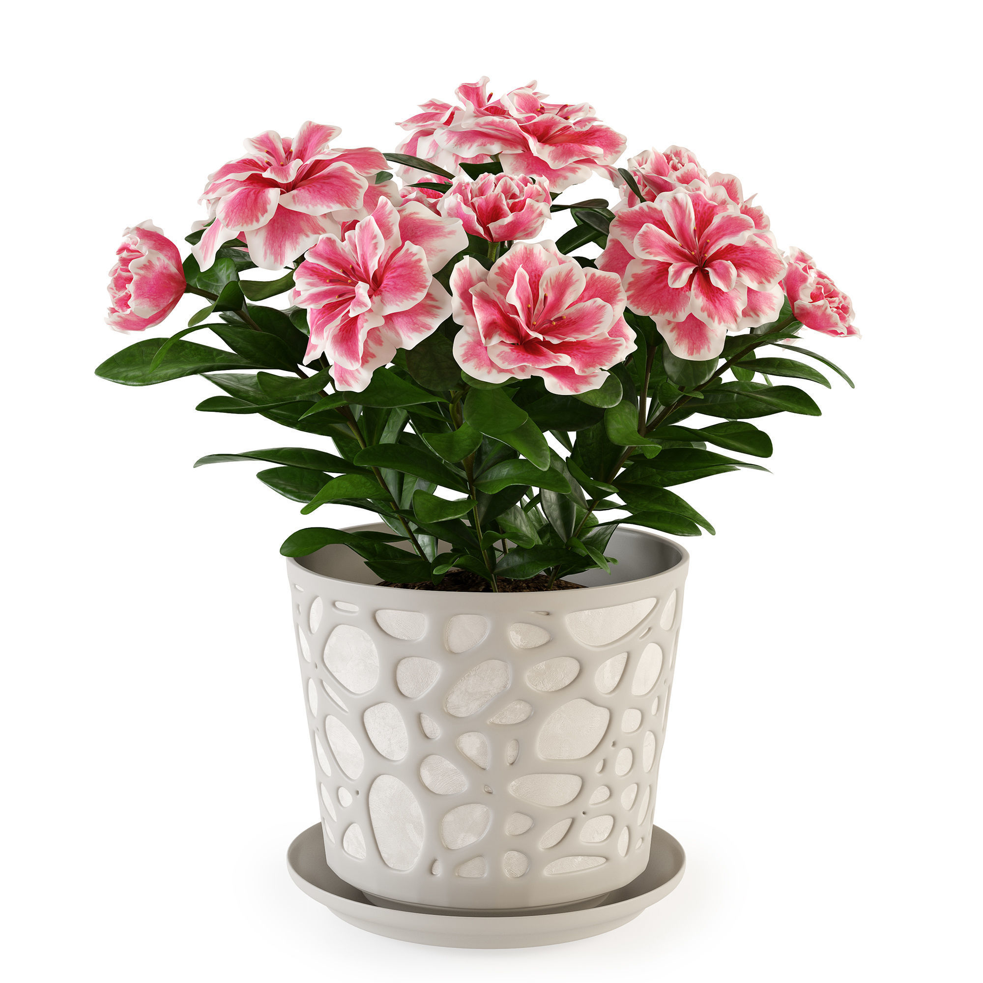 Azalea2 plant in pot with flowers 3D model_5