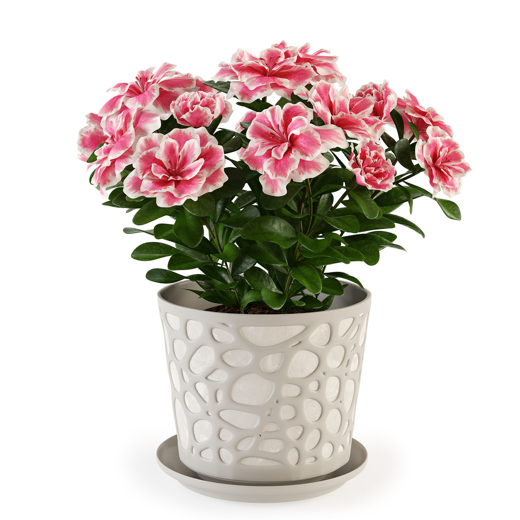 Azalea2 plant in pot with flowers 3D model_6