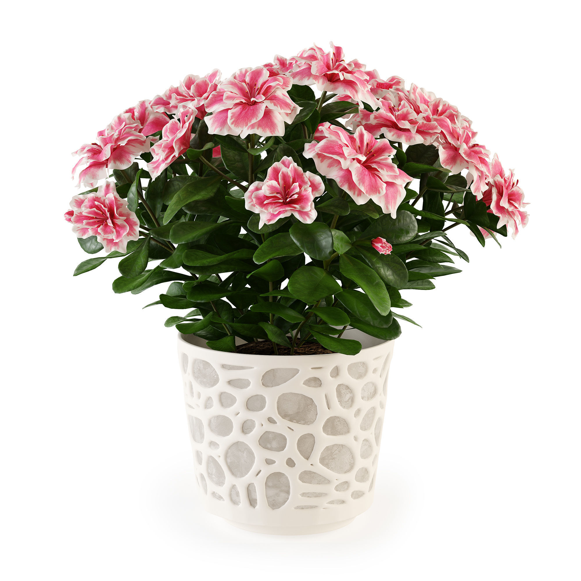 Azalea2 plant in pot with flowers 3D model_3