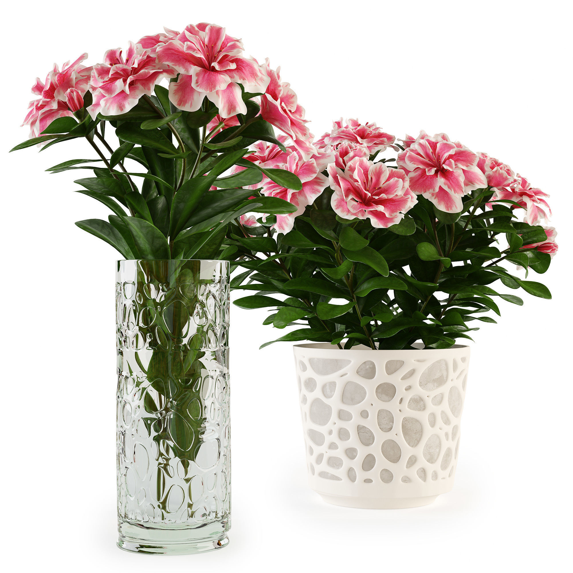 Azalea2 plant in pot with flowers 3D model_8