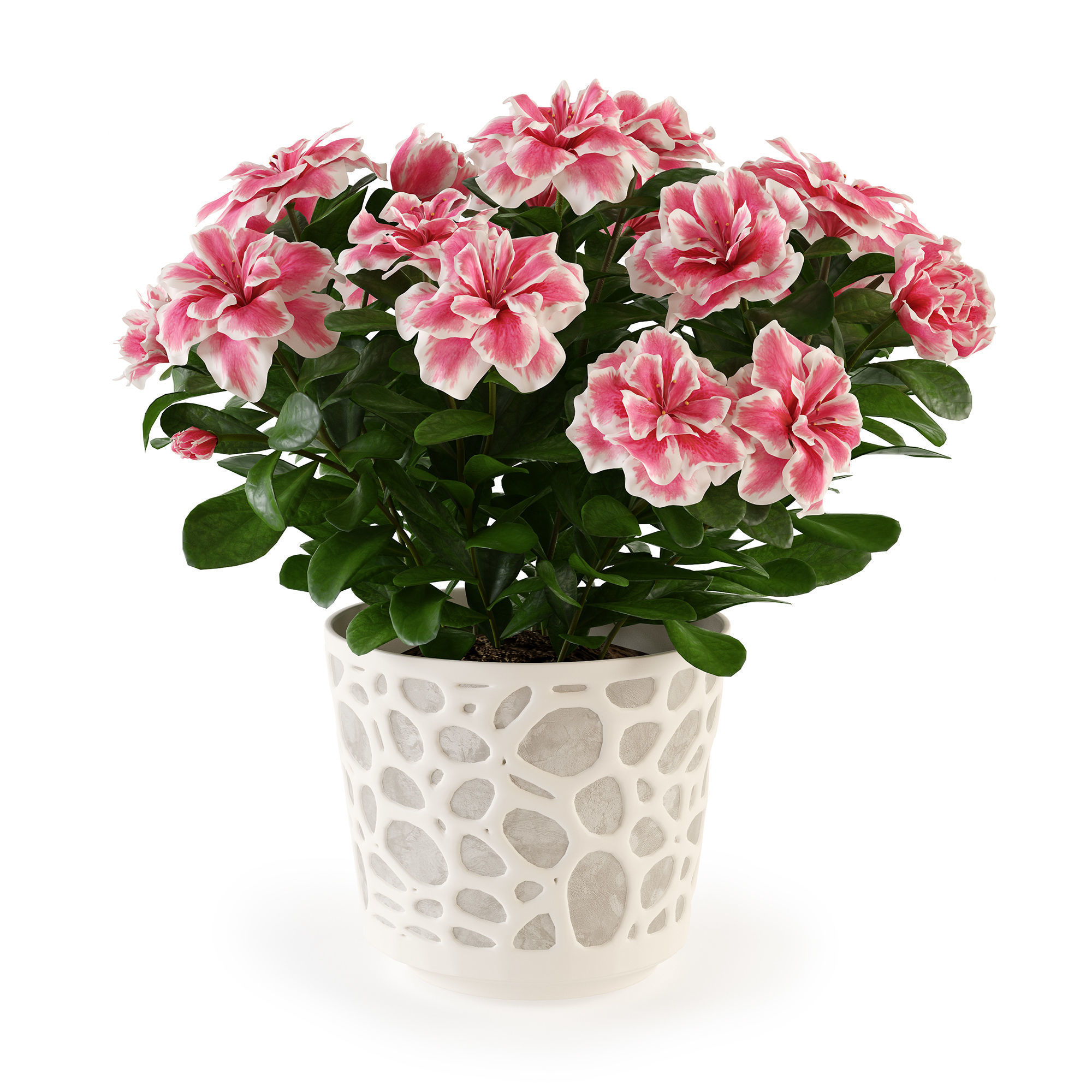 Azalea2 plant in pot with flowers 3D model_2