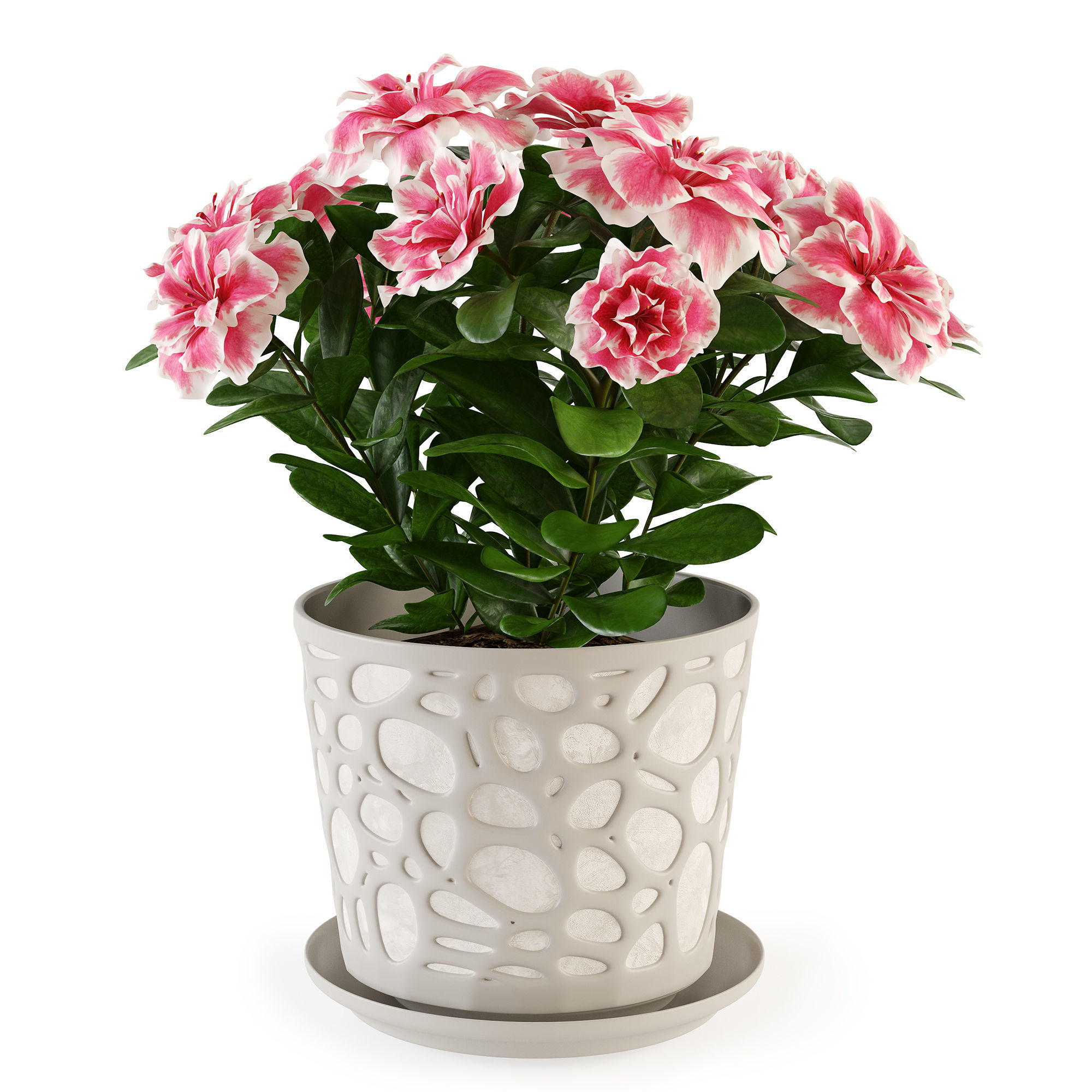Azalea2 plant in pot with flowers 3D model_7