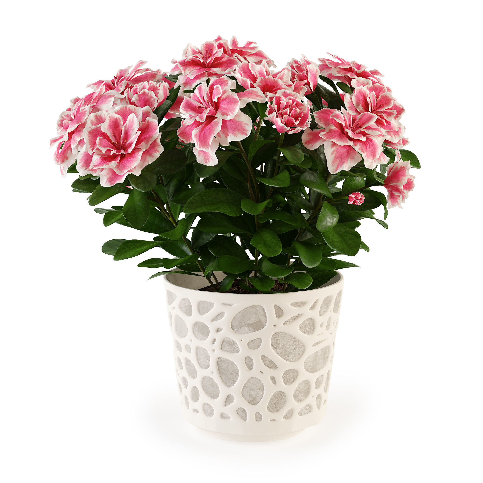 Azalea2 plant in pot with flowers 3D model_4