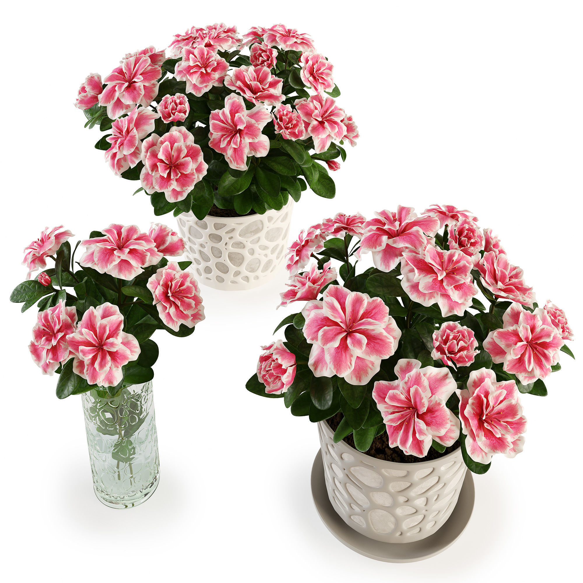 Azalea2 plant in pot with flowers 3D model_1