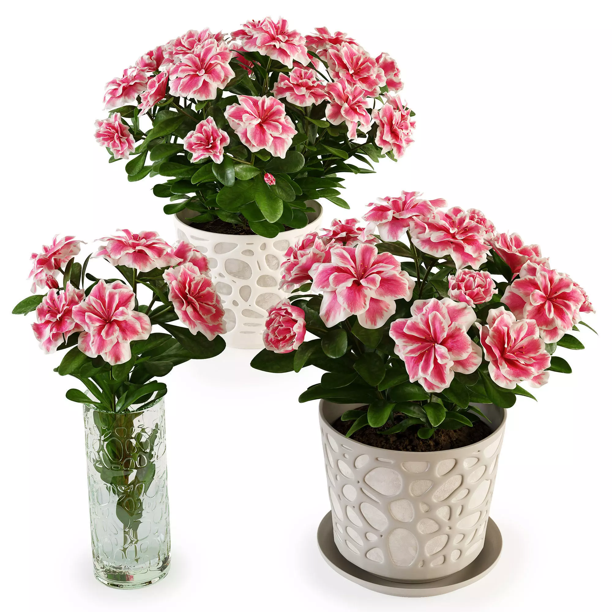 Azalea2 plant in pot with flowers 3D model_0