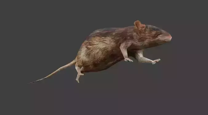 low poly textured rigged and animated rat Low-poly 3D model