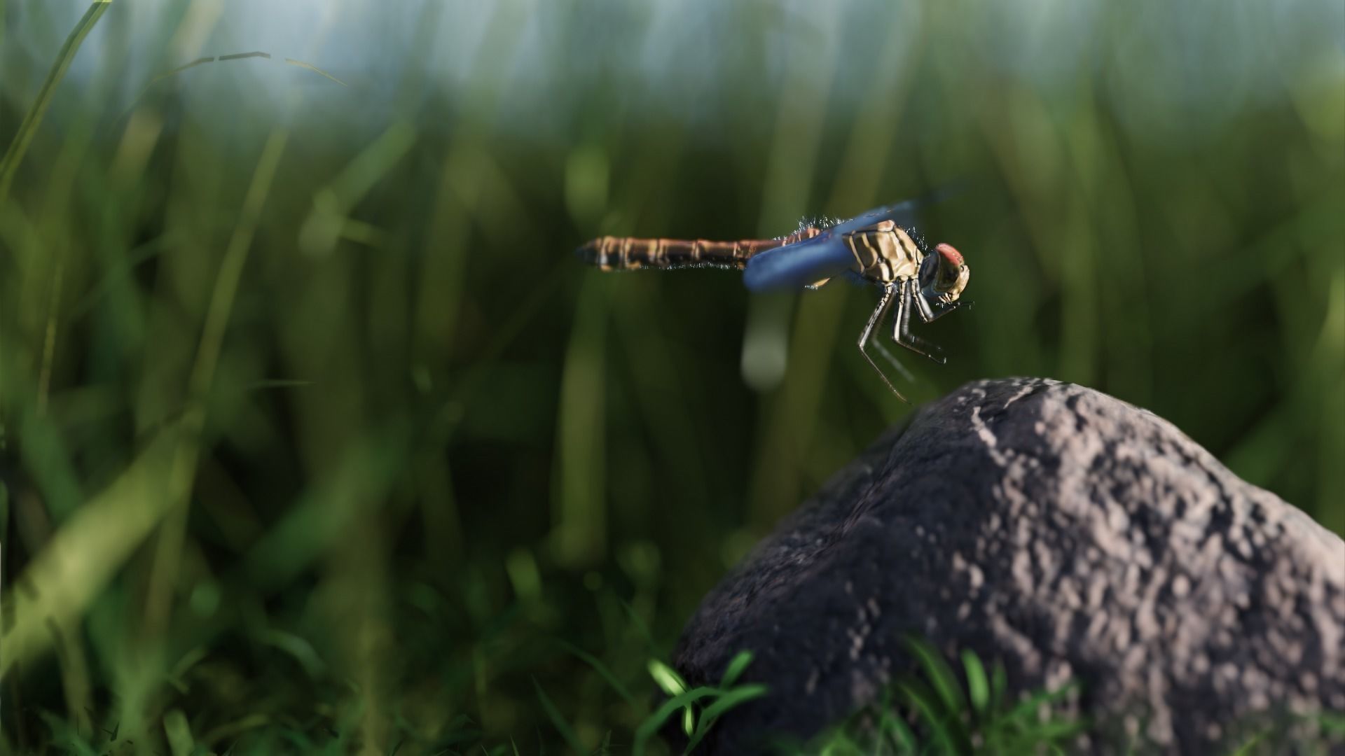 dragonfly 3D model_6