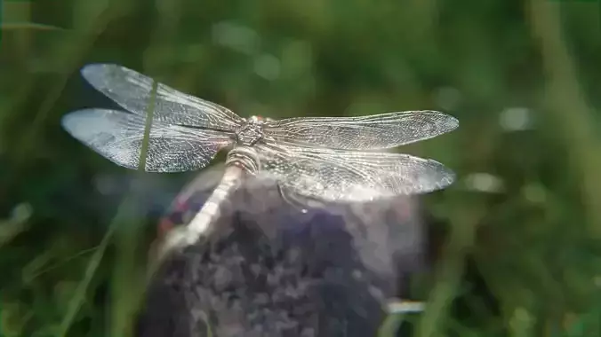 dragonfly 3D model