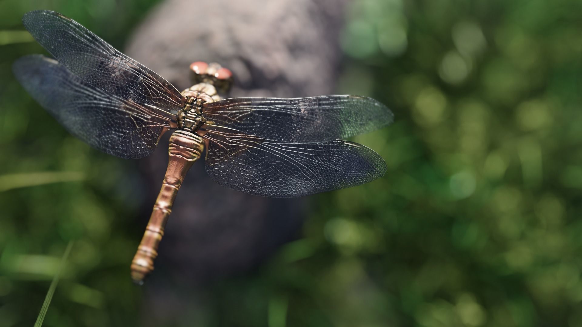 dragonfly 3D model_5