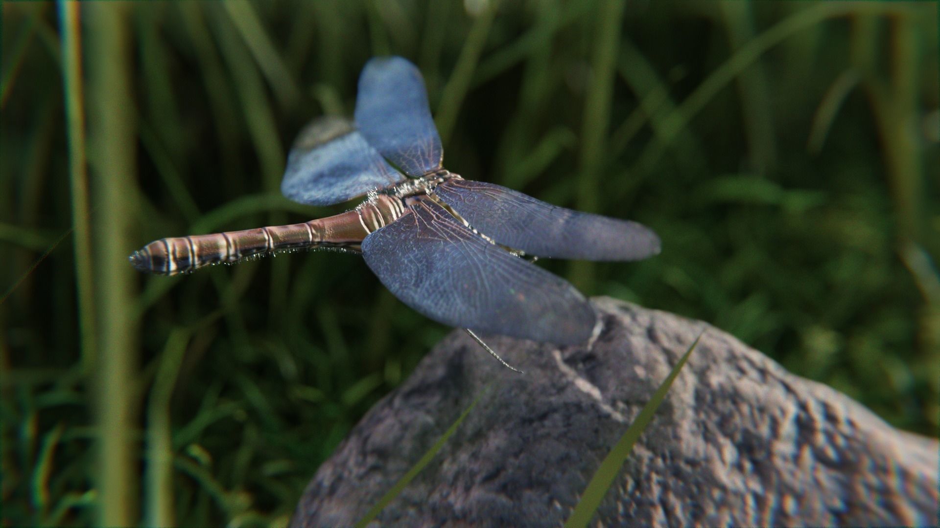 dragonfly 3D model_3