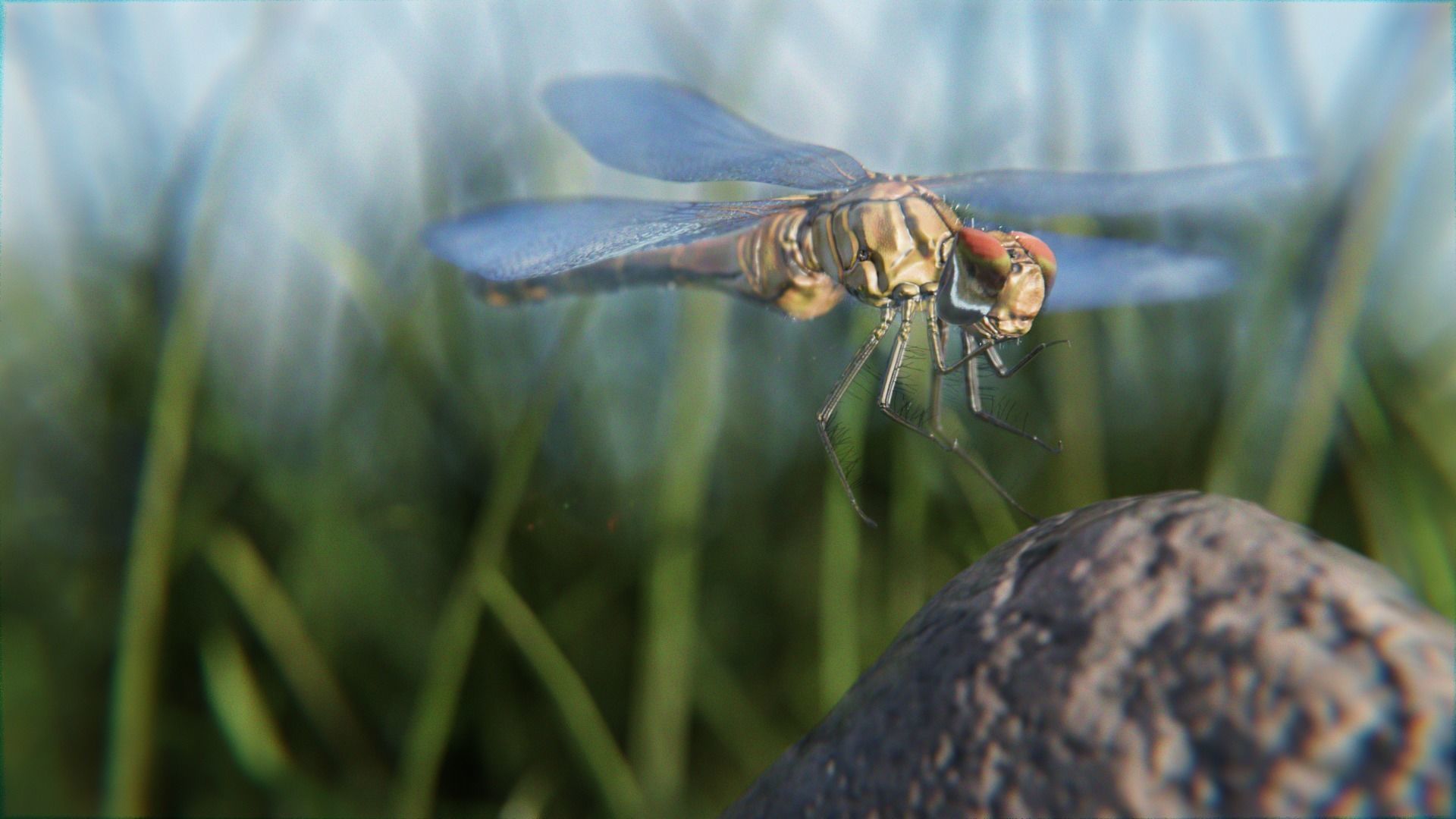 dragonfly 3D model_4
