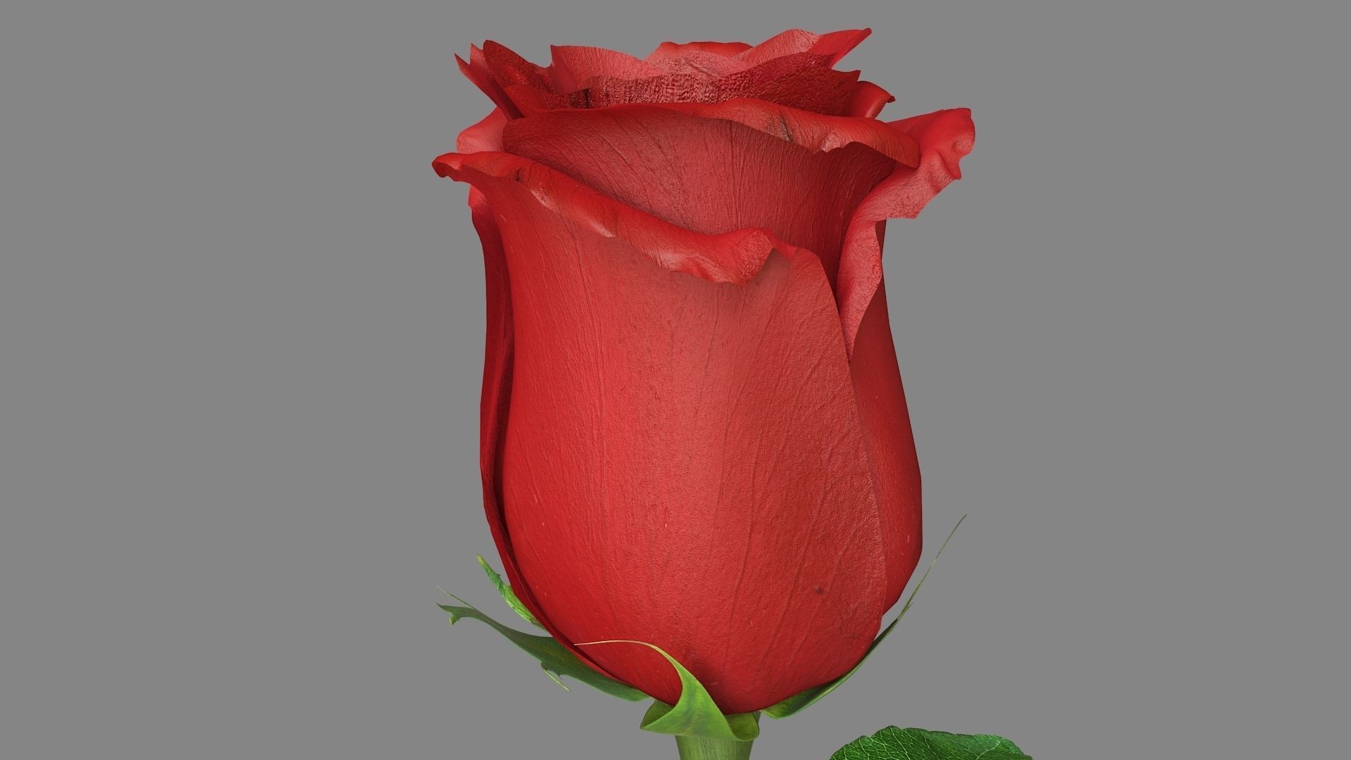 Red Rose 3D model_8