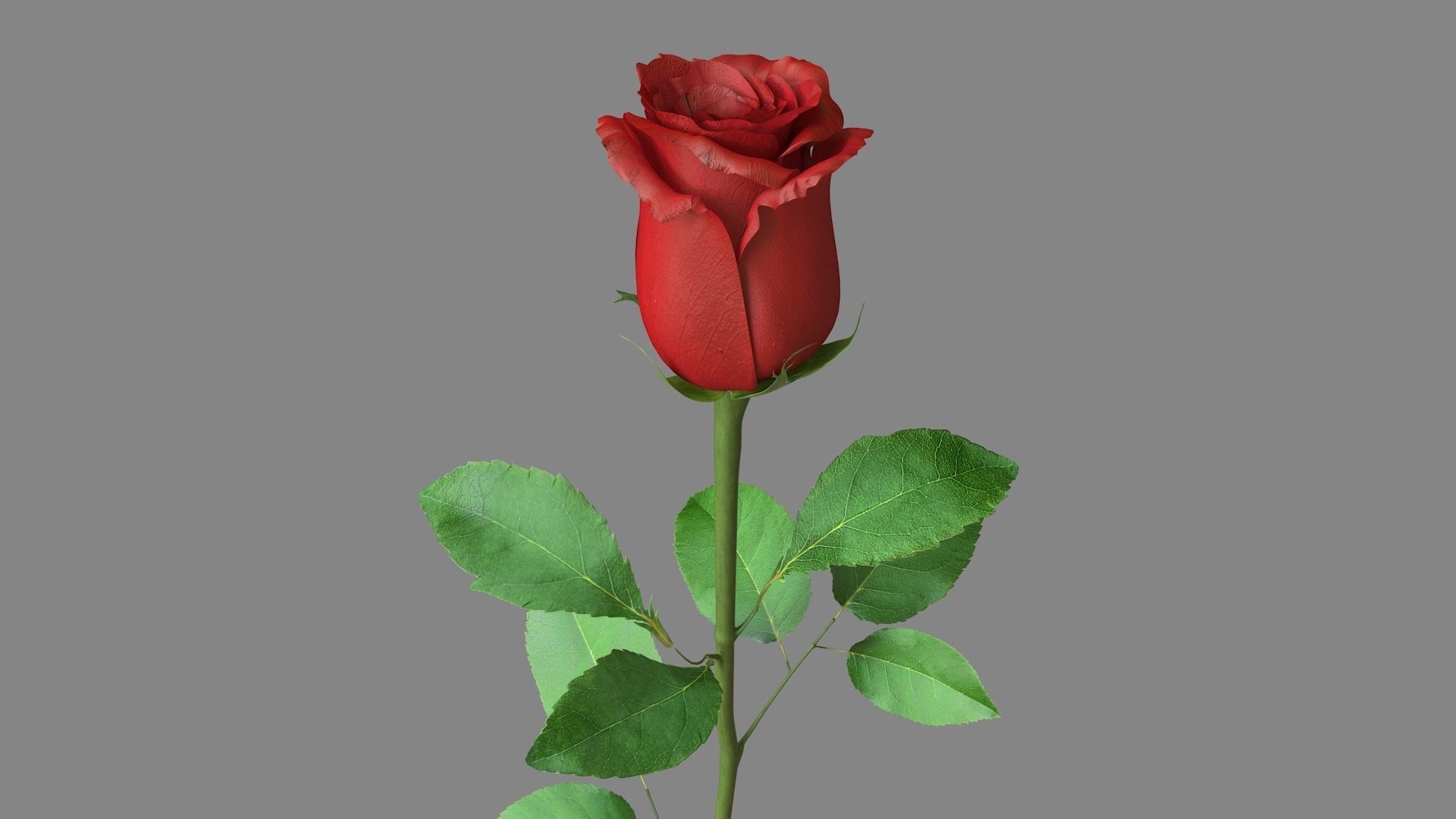 Red Rose 3D model_11