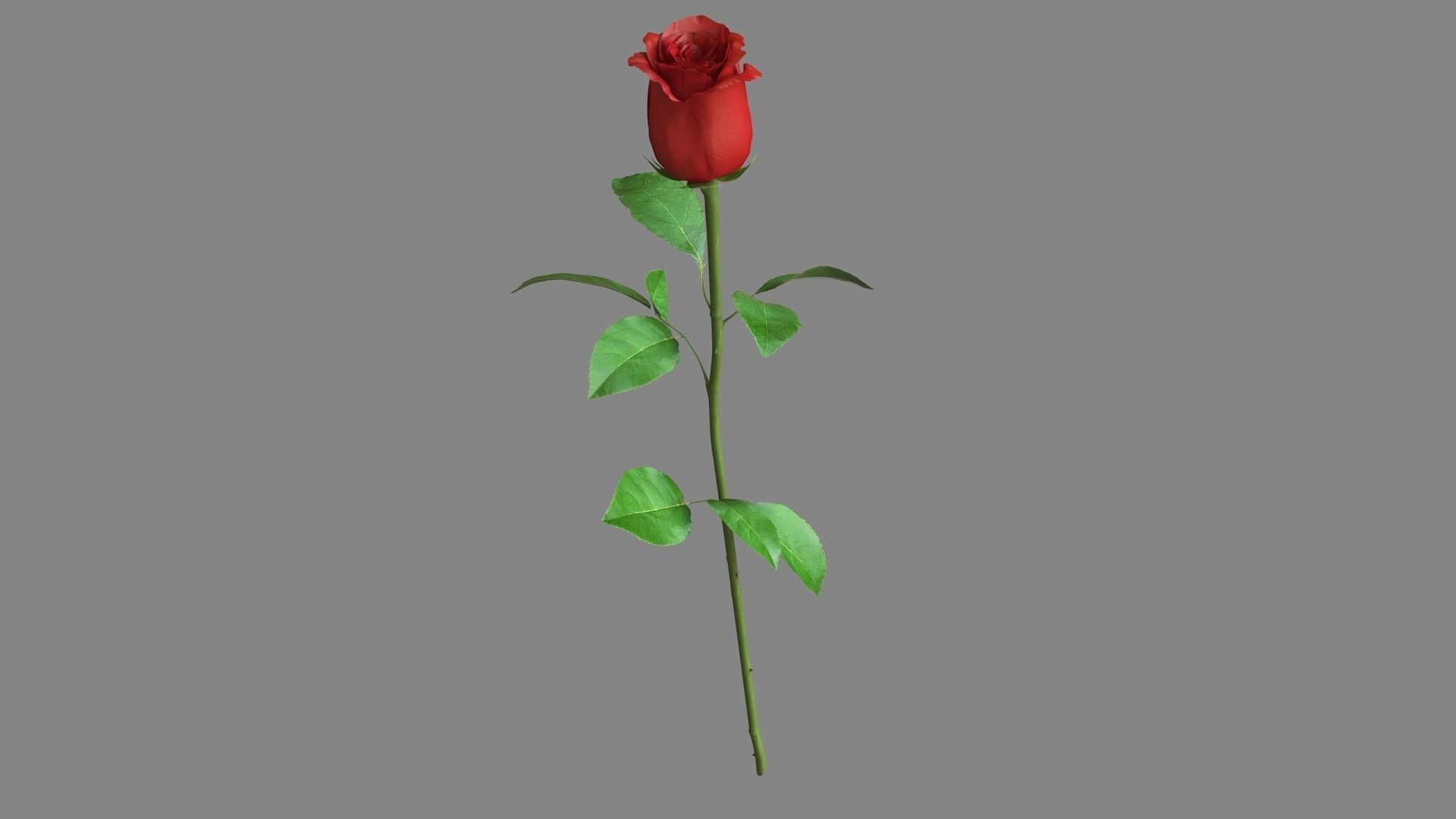 Red Rose 3D model_3