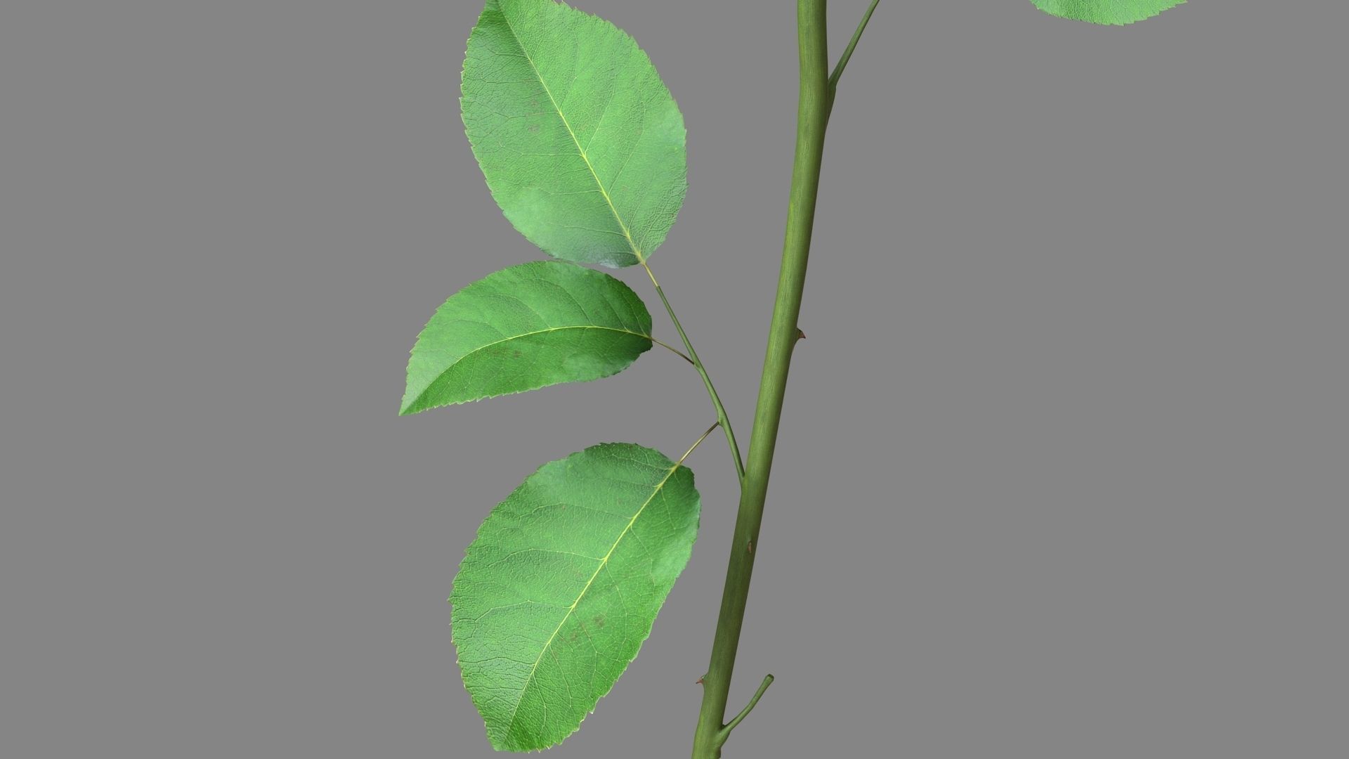 Red Rose 3D model_13