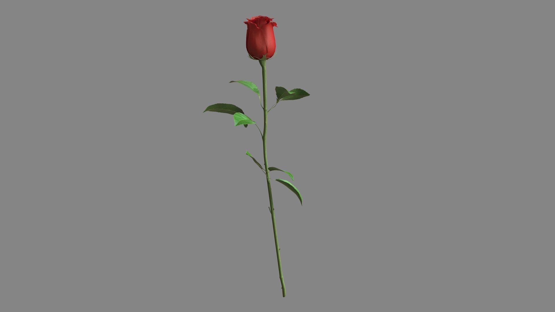 Red Rose 3D model_5