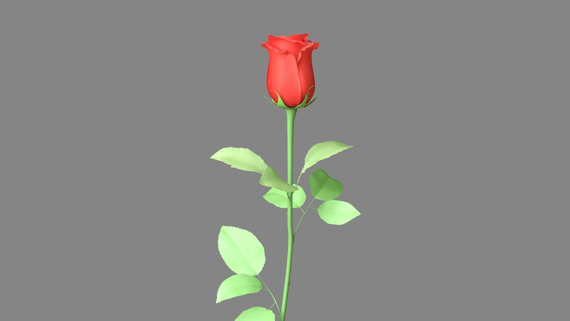Red Rose 3D model_14