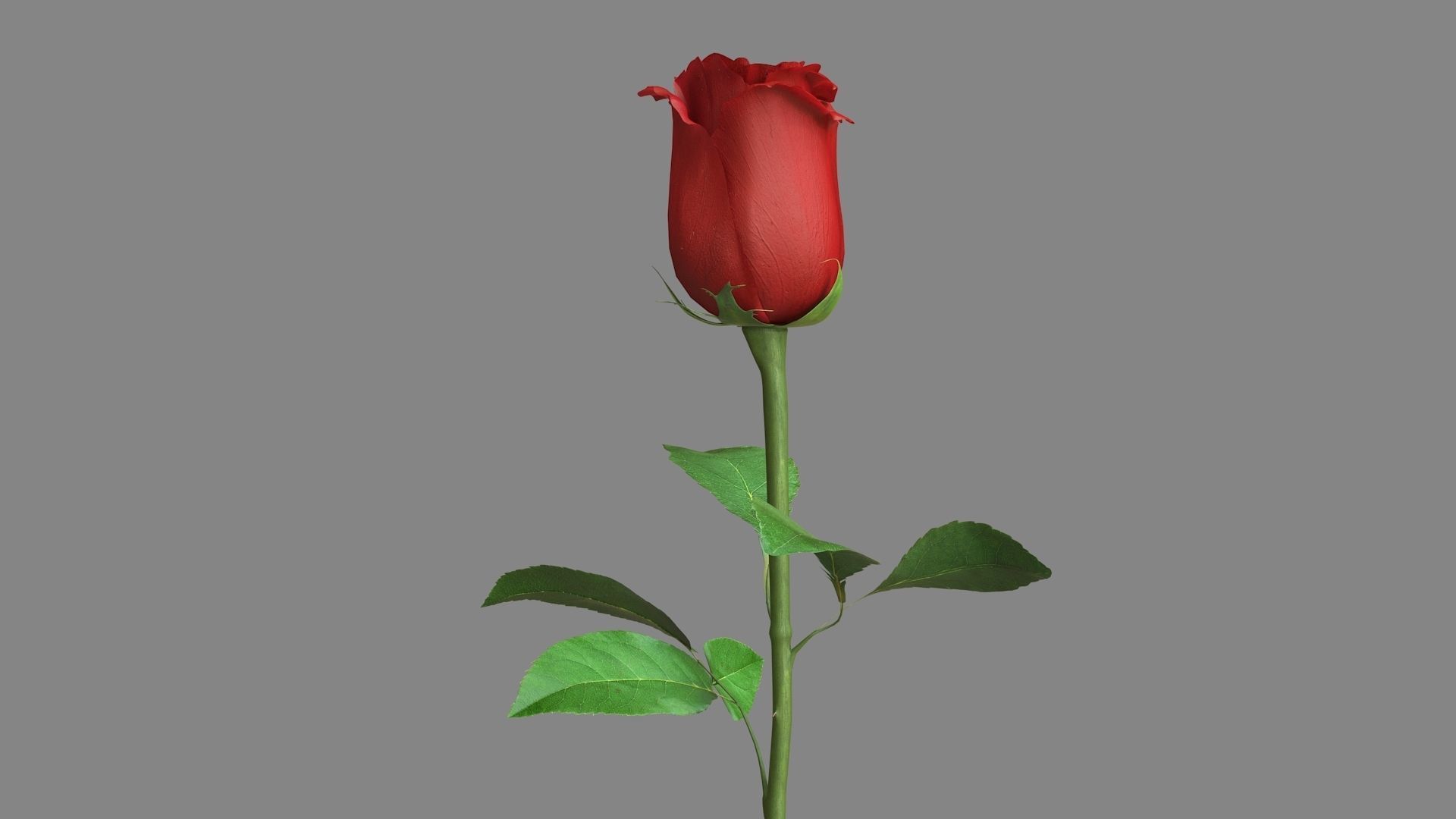 Red Rose 3D model_4