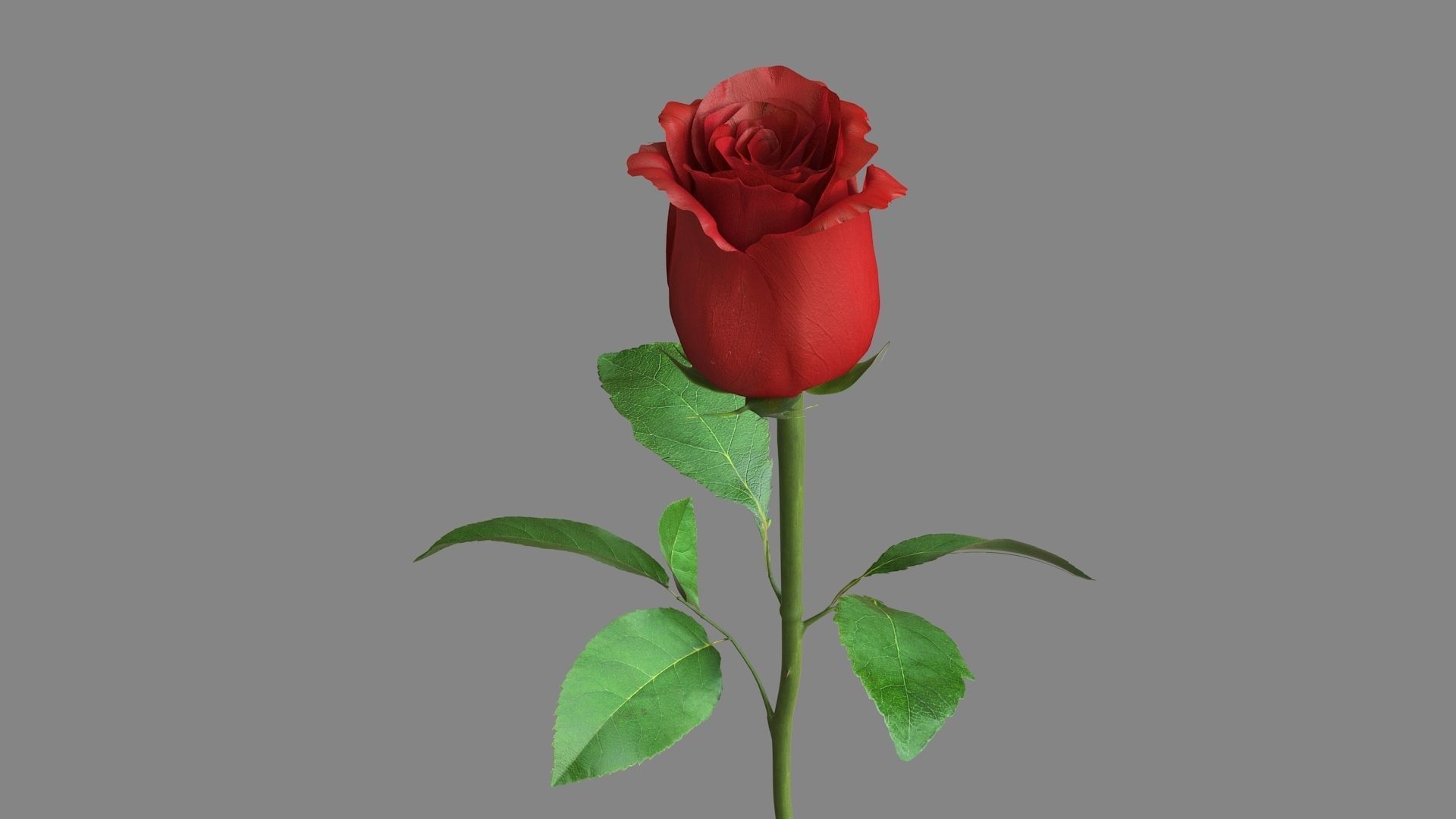 Red Rose 3D model_2