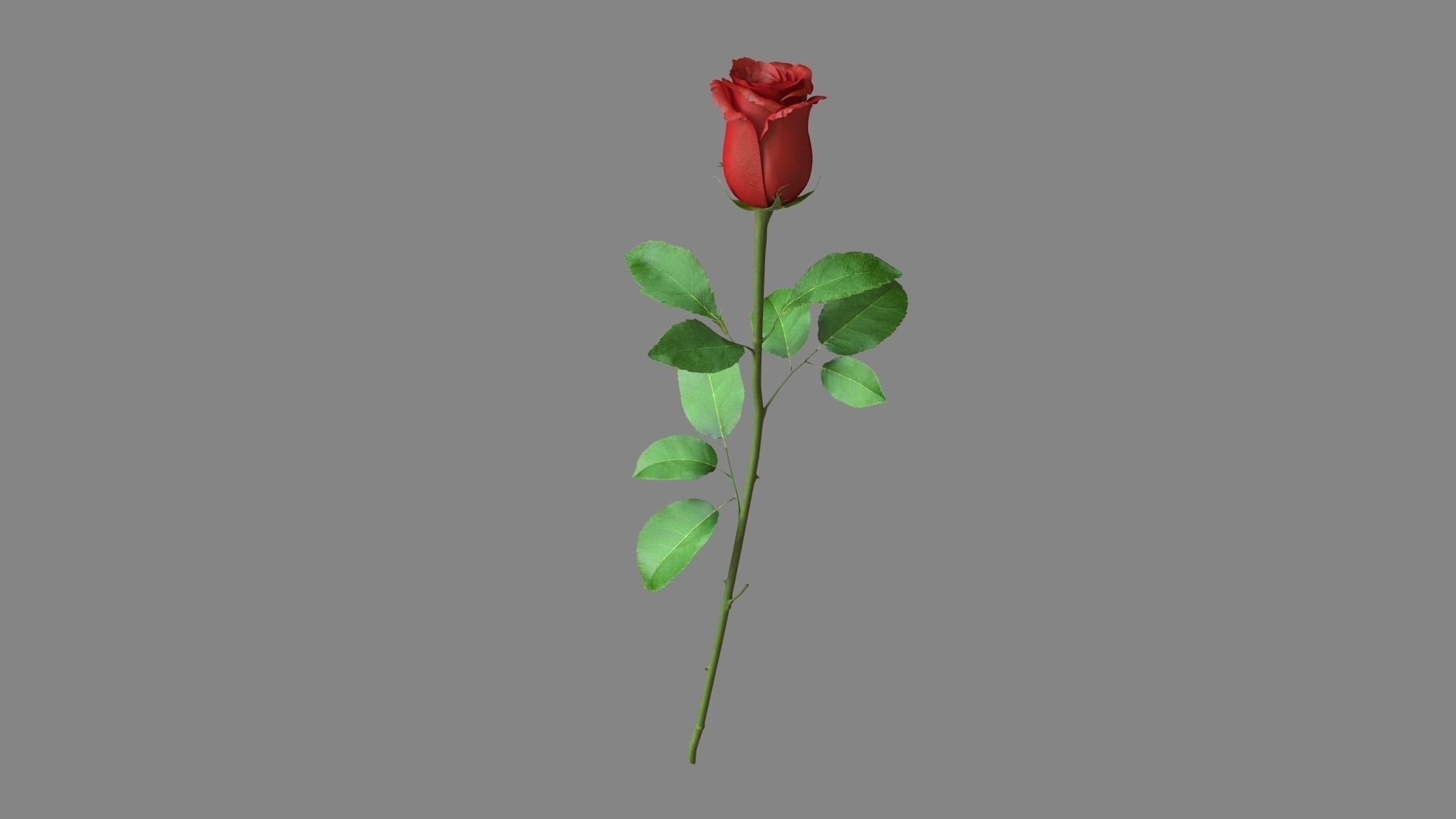 Red Rose 3D model_12