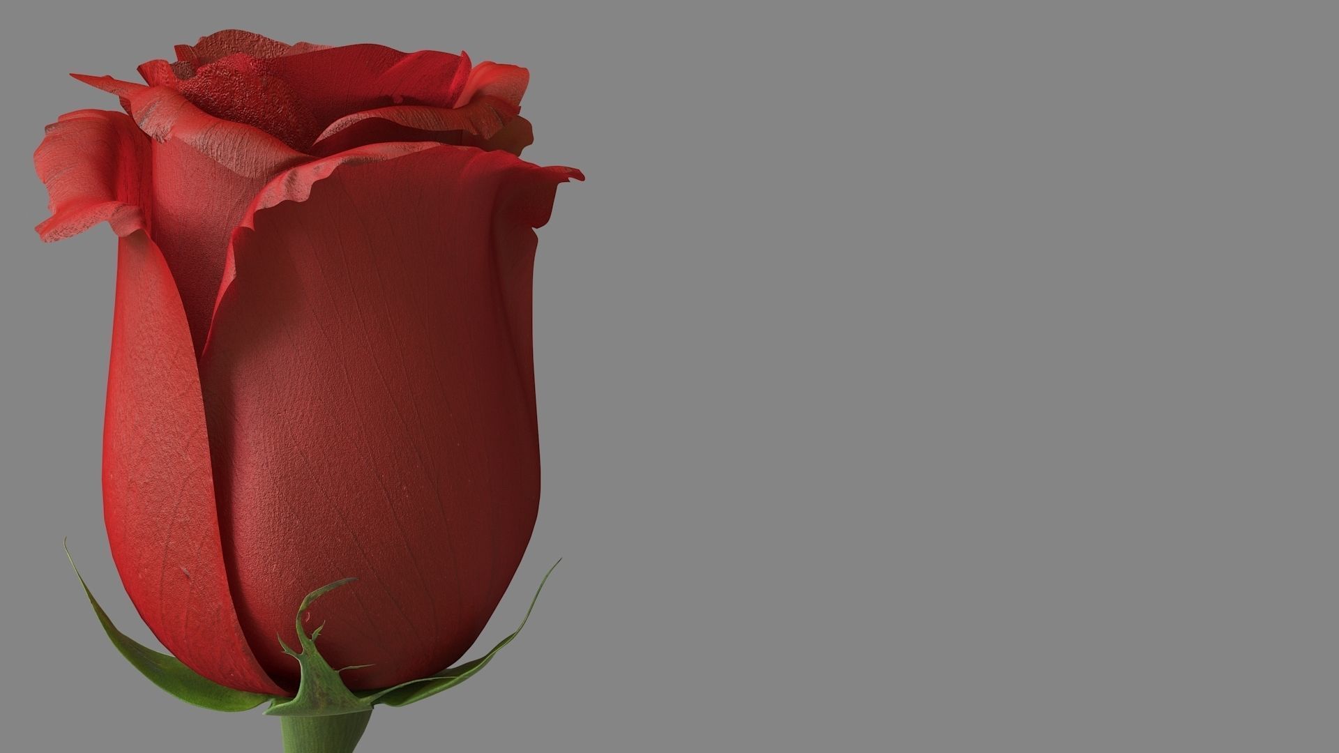 Red Rose 3D model_10