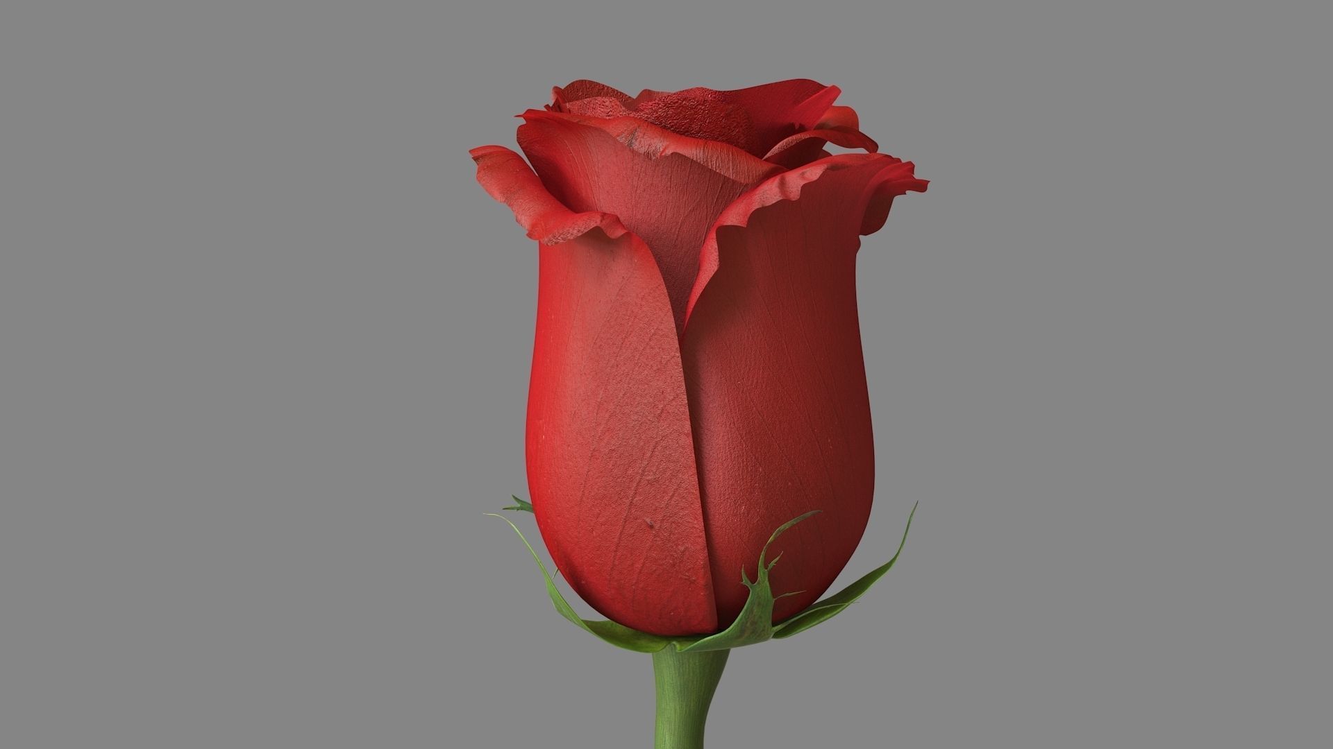 Red Rose 3D model_9