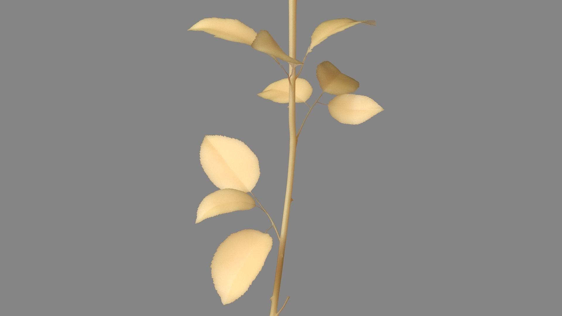 Red Rose 3D model_16