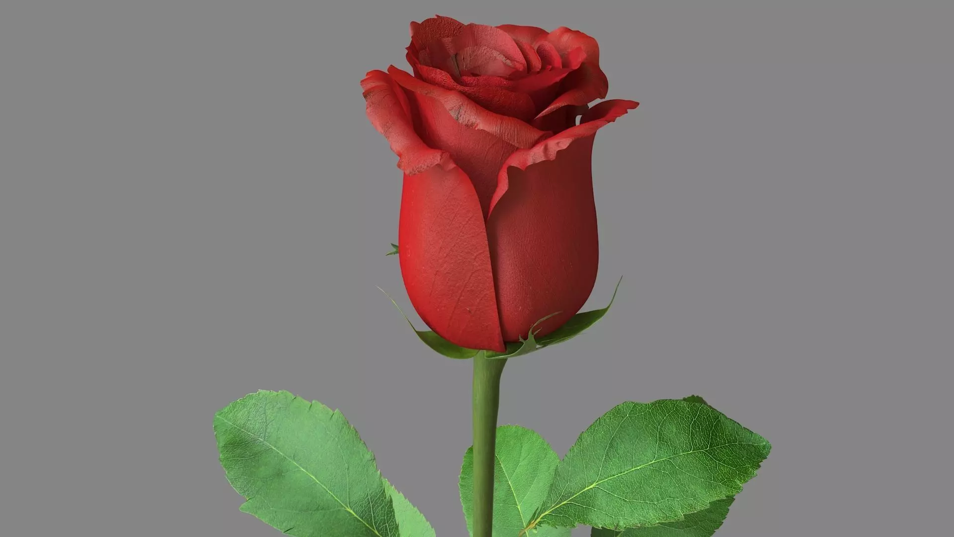 Red Rose 3D model_0